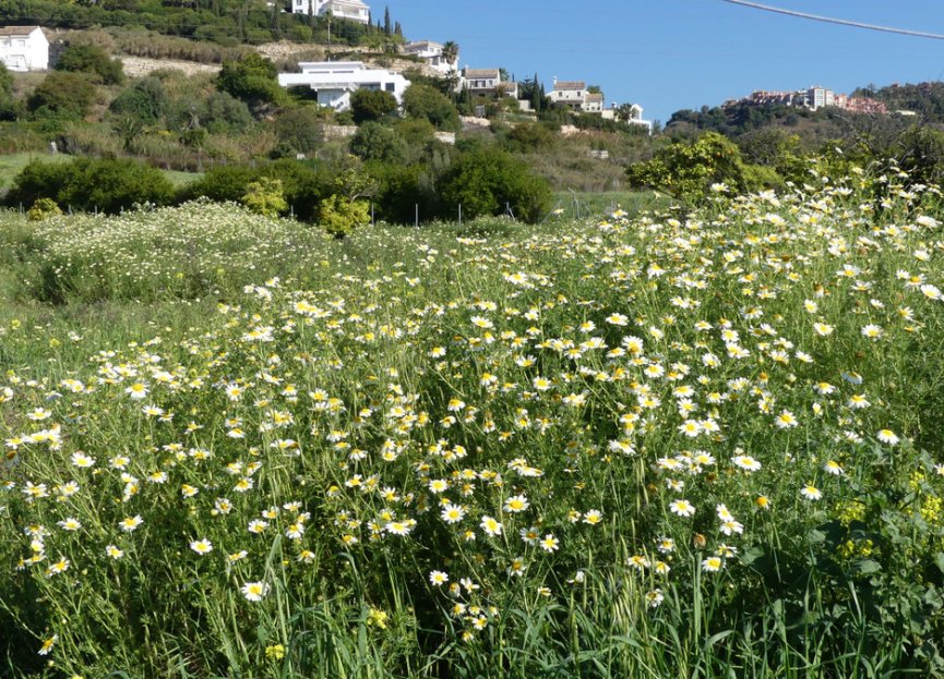 Resale - House - Detached Villa - Benahavís - Benahavís Centro