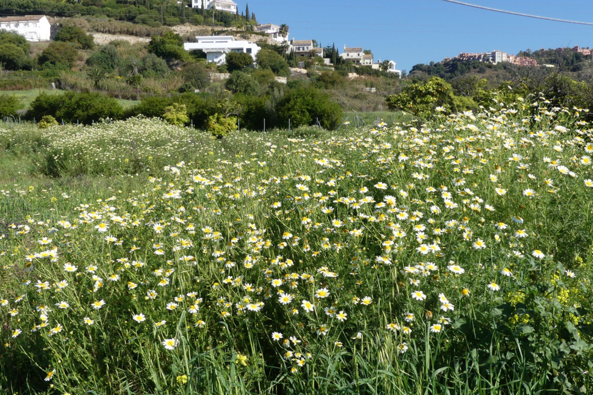 Resale - House - Detached Villa - Benahavís - Benahavís Centro