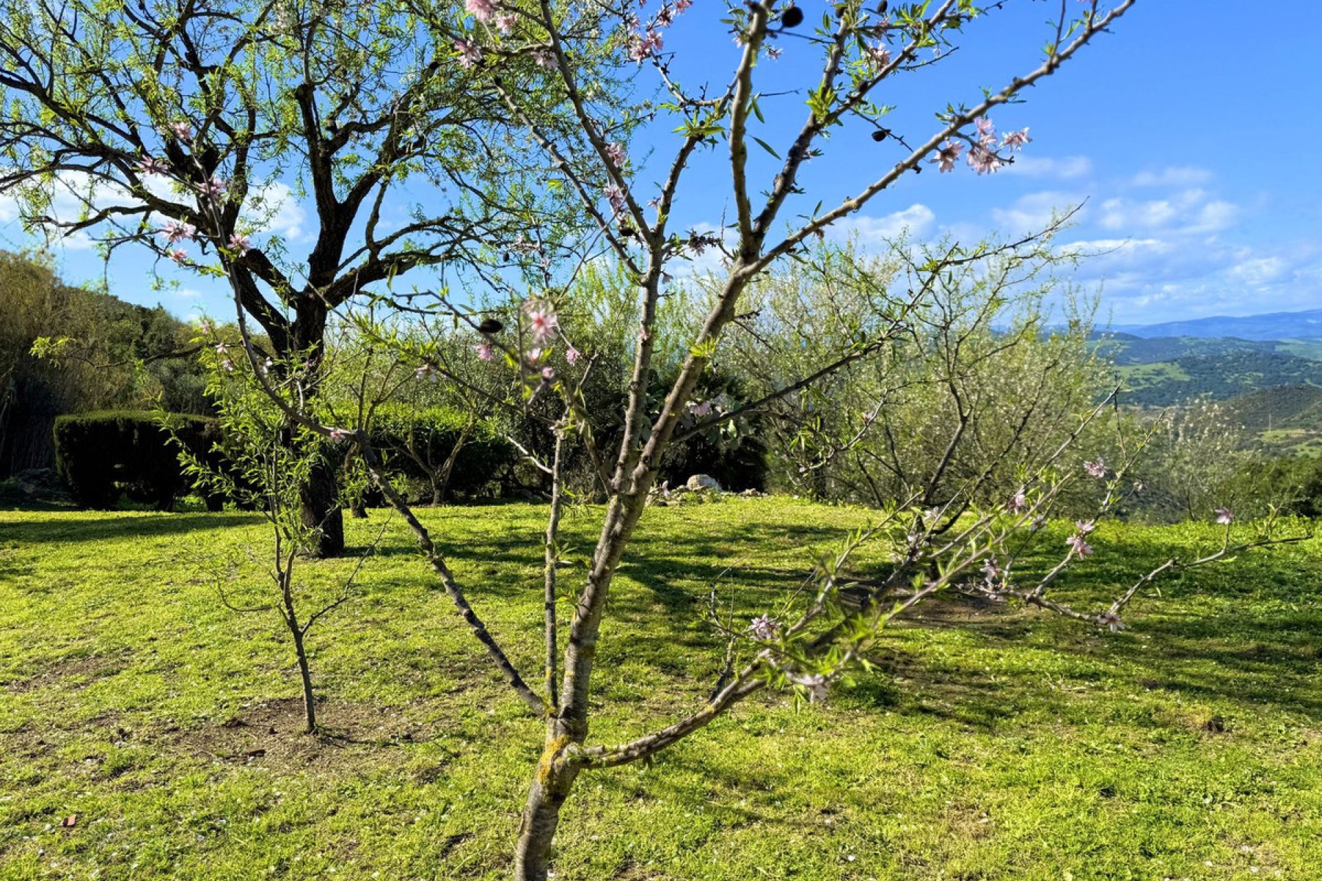 Resale - House - Detached Villa - Casares - Casares Centro