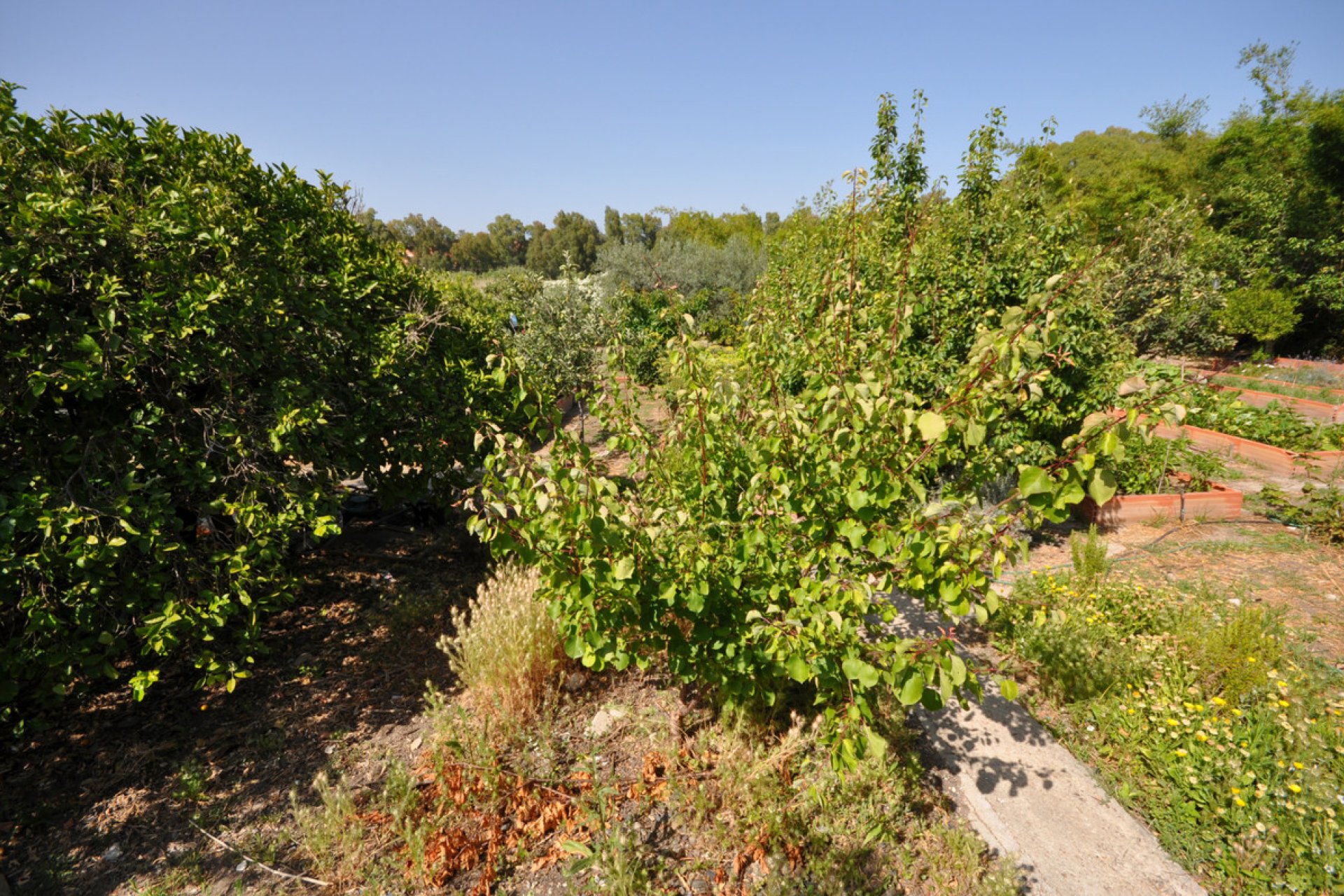 Resale - House - Detached Villa - Casares - Casares Playa