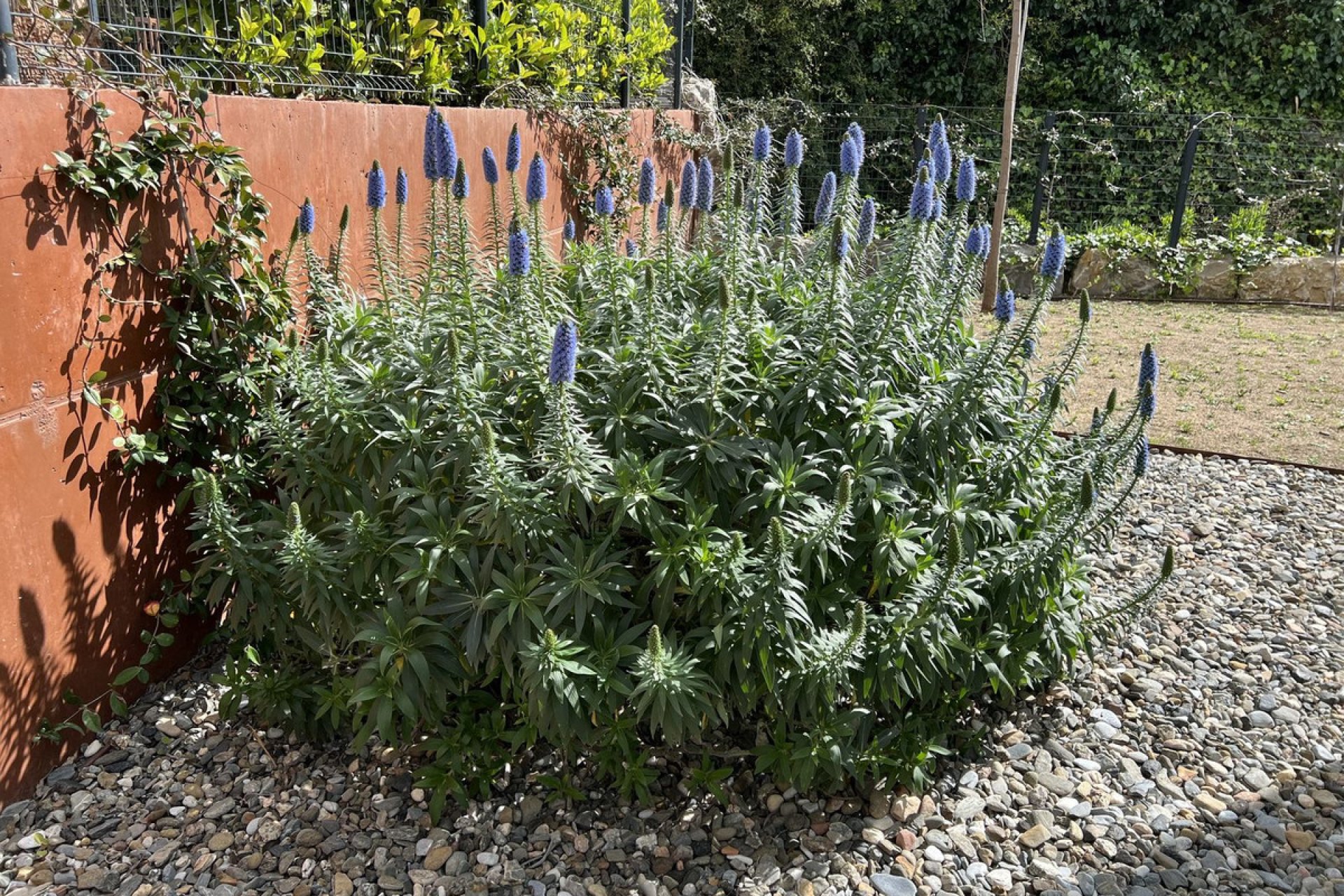 Resale - House - Detached Villa - Fuengirola - Fuengirola Centro