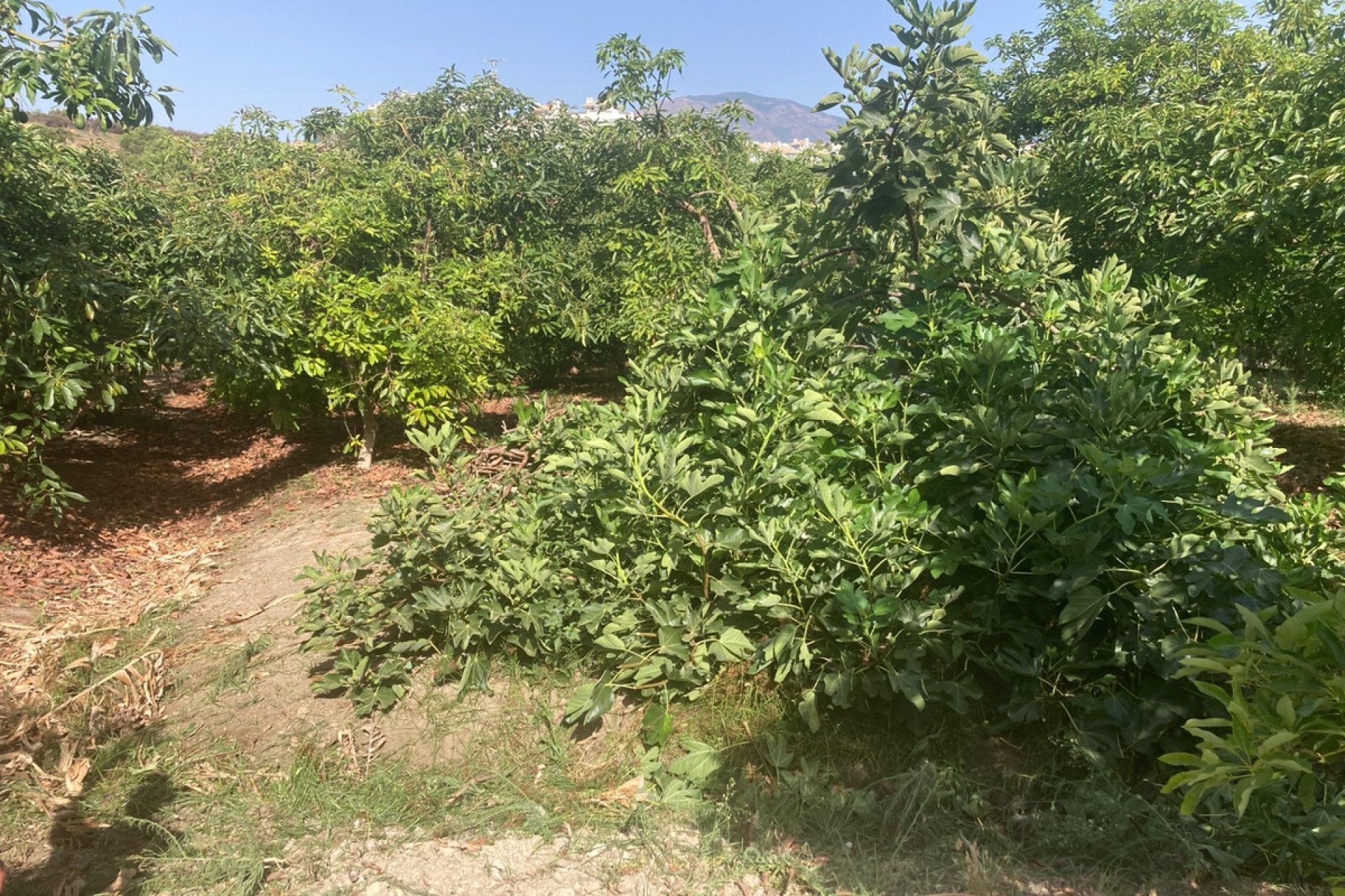 Resale - House - Estepona