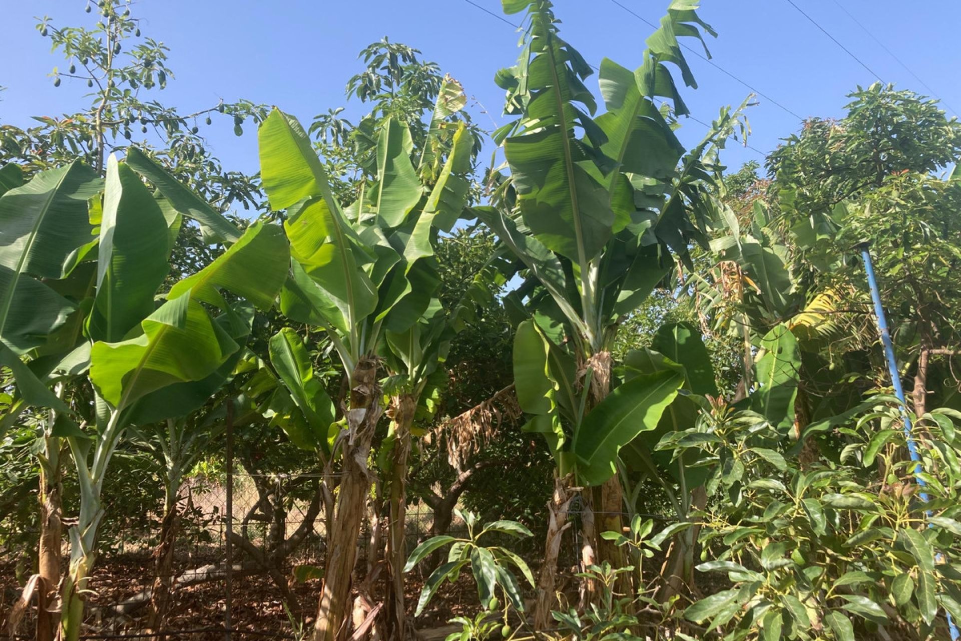 Resale - House - Estepona