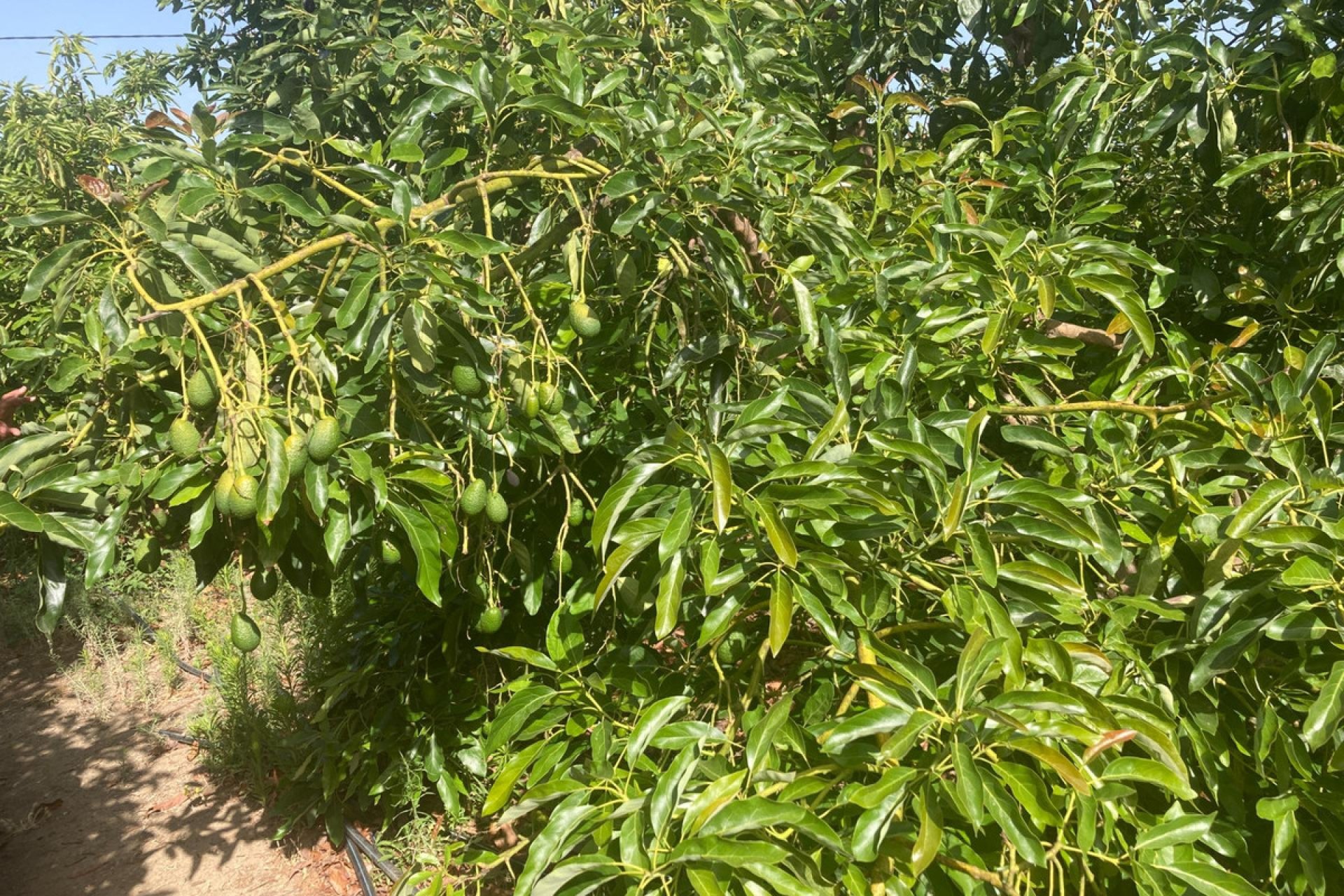 Resale - House - Estepona