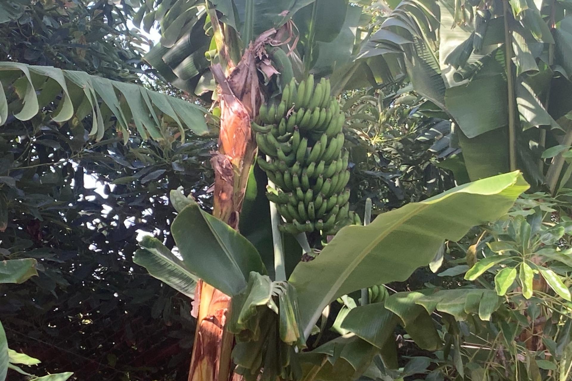 Resale - House - Estepona