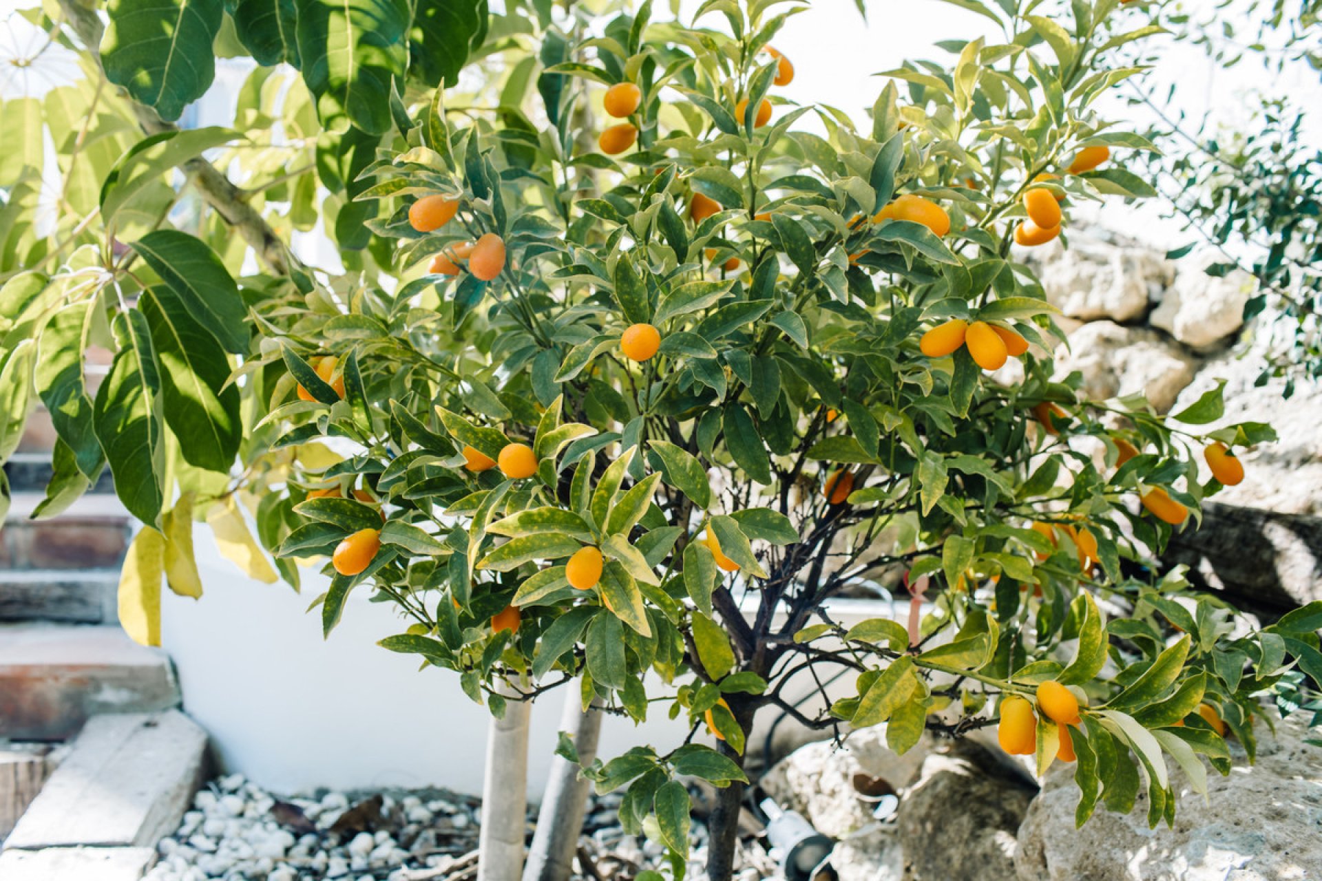 Resale - House - Estepona