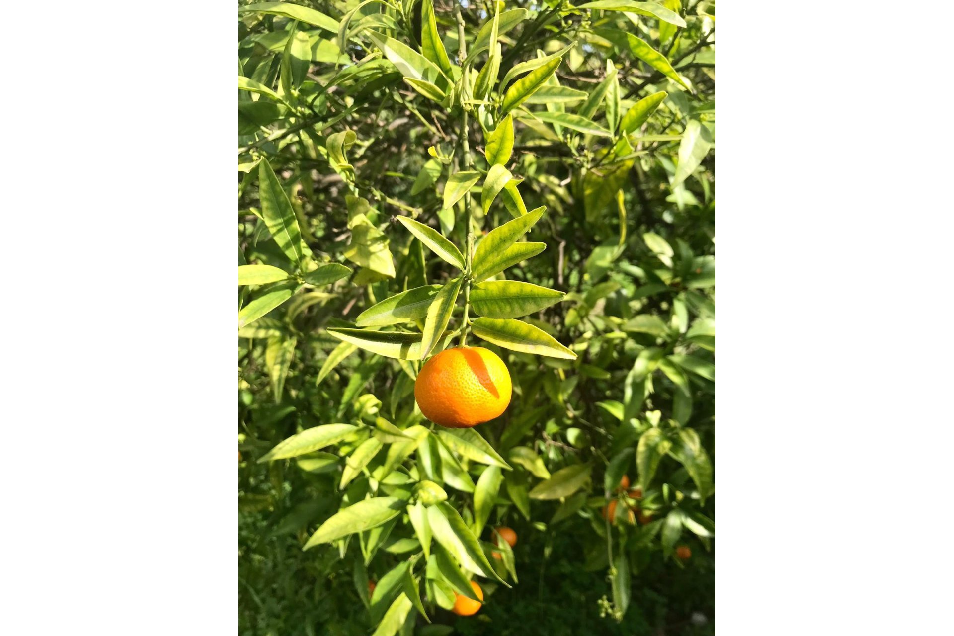 Resale - House - Estepona