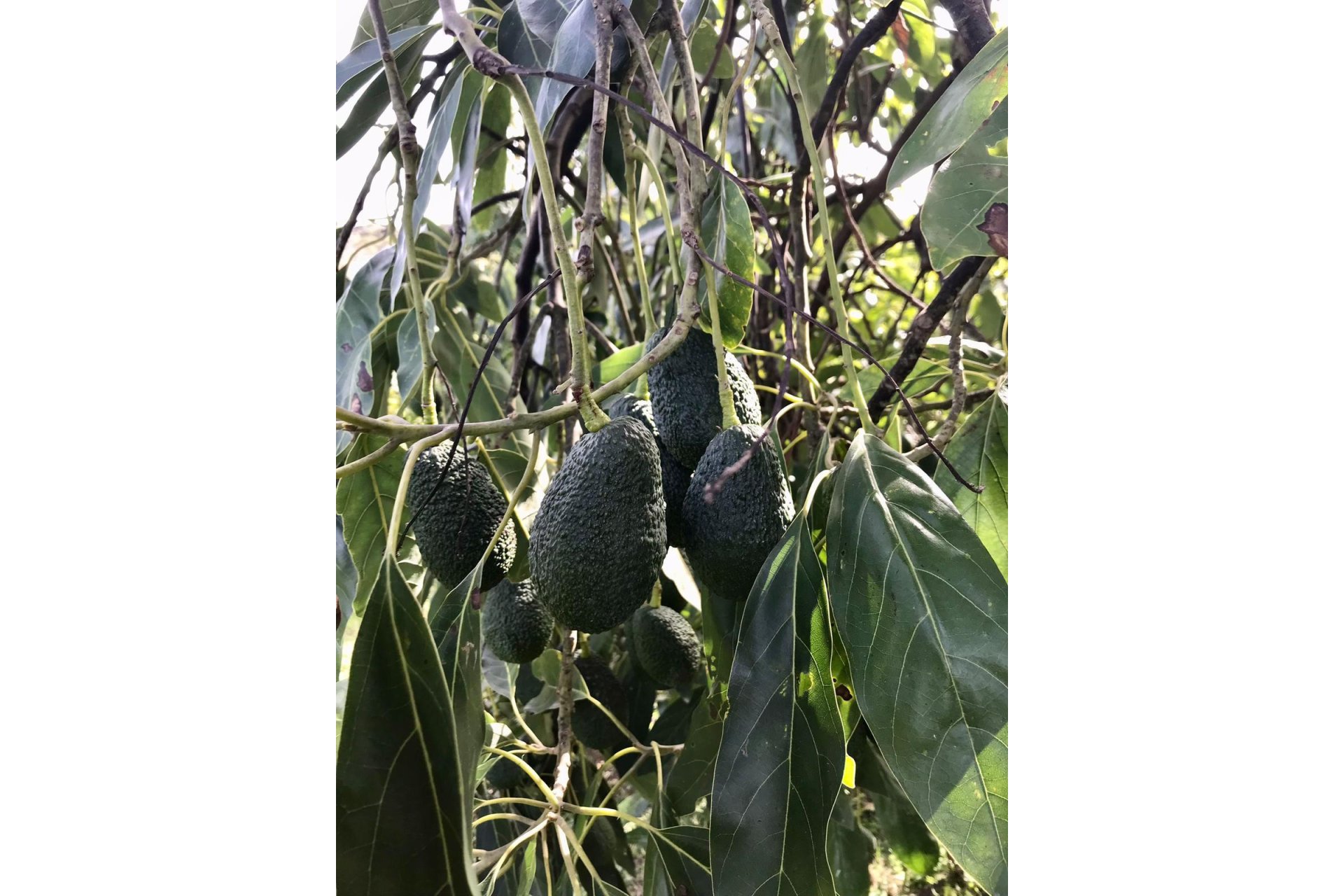 Resale - House - Estepona