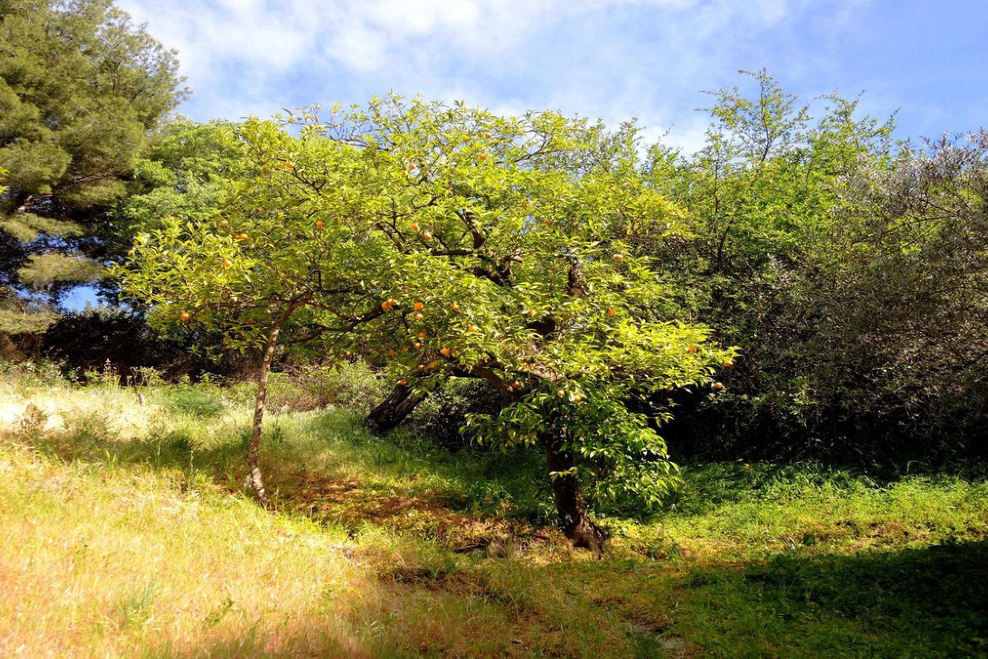 Resale - House - Finca - Cortijo - Alhaurín el Grande - Alhaurín el Grande Centro