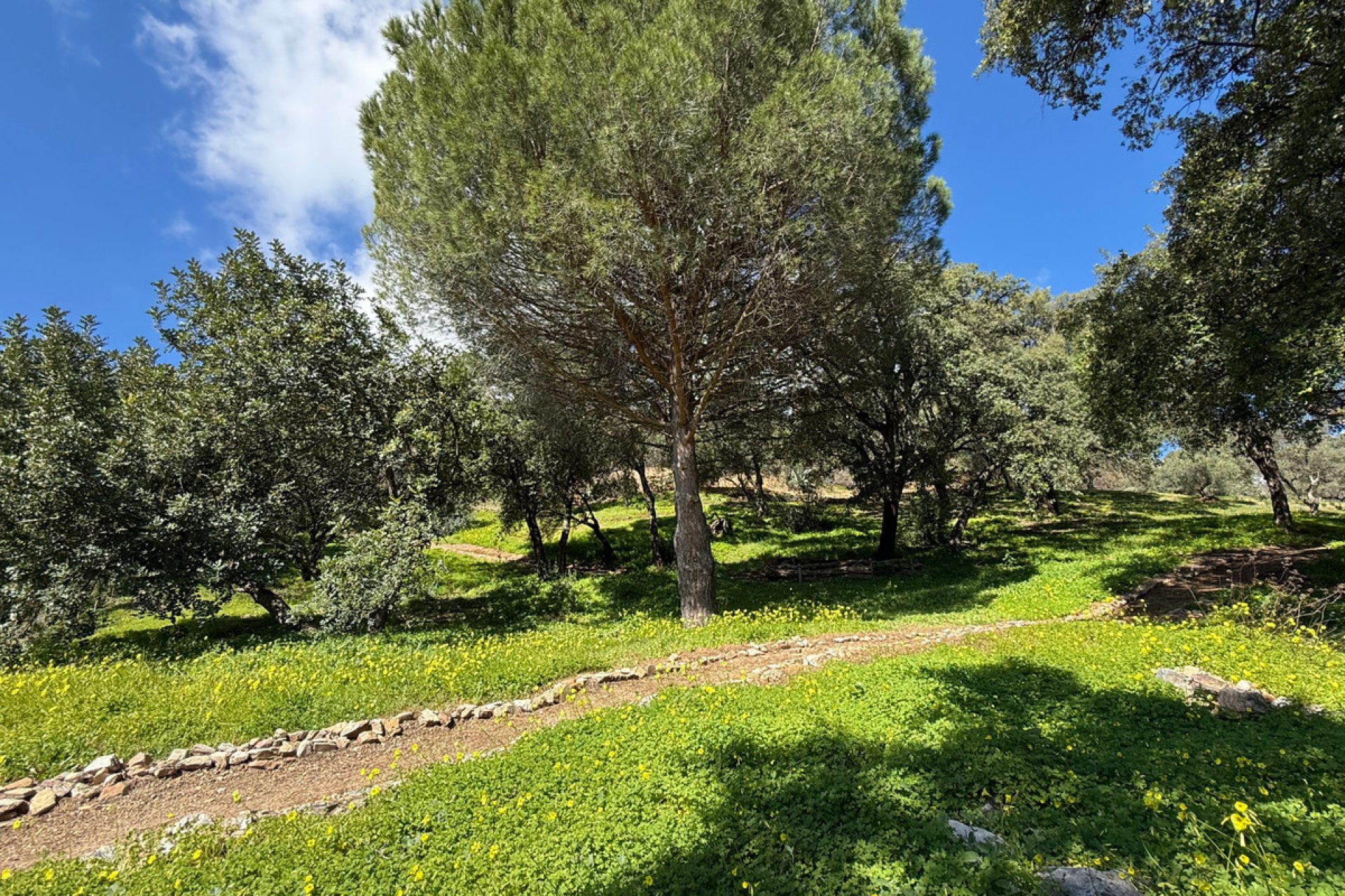 Resale - Plot - Land - Casares - Casares Centro