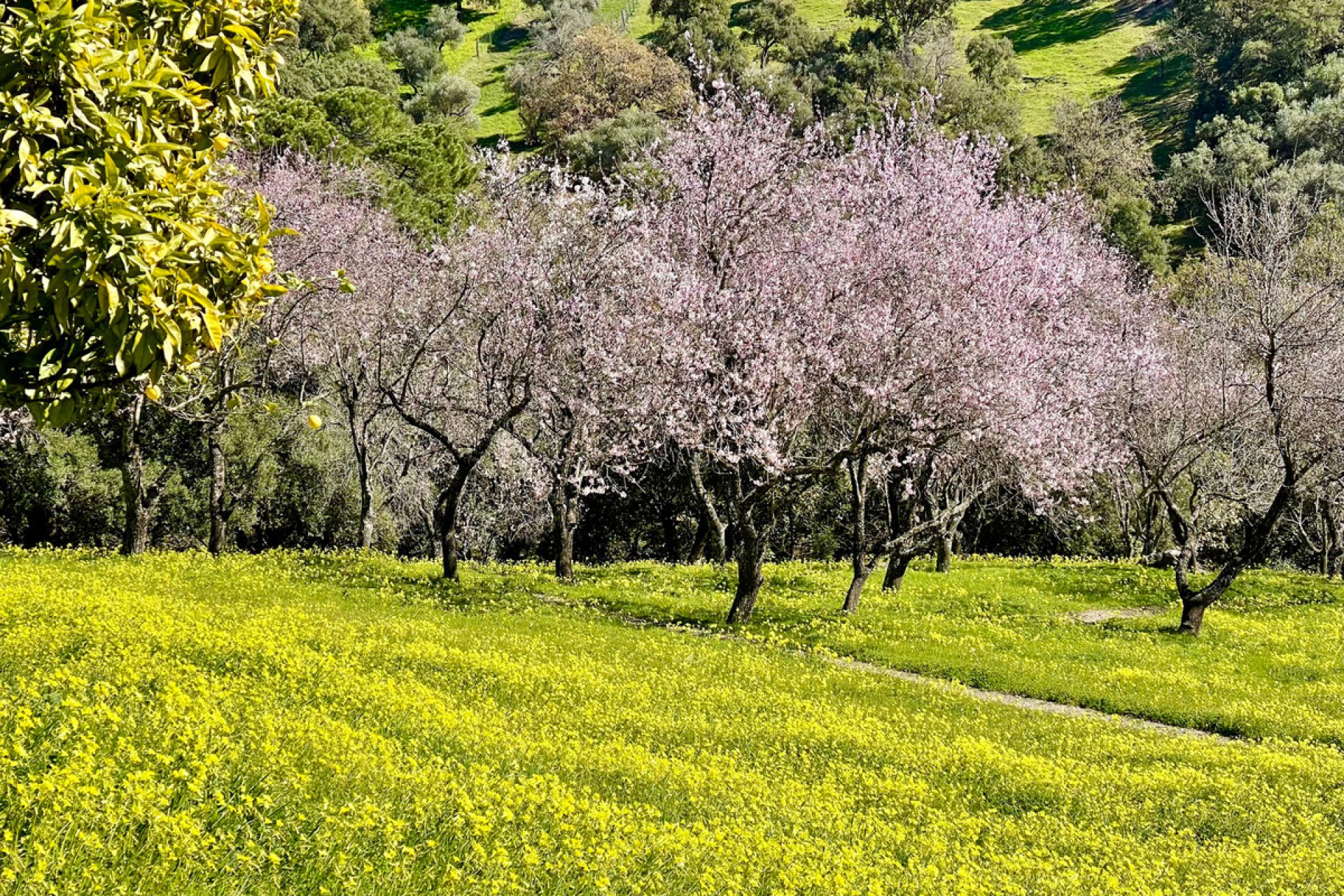 Resale - Plot - Land - Casares - Casares Centro