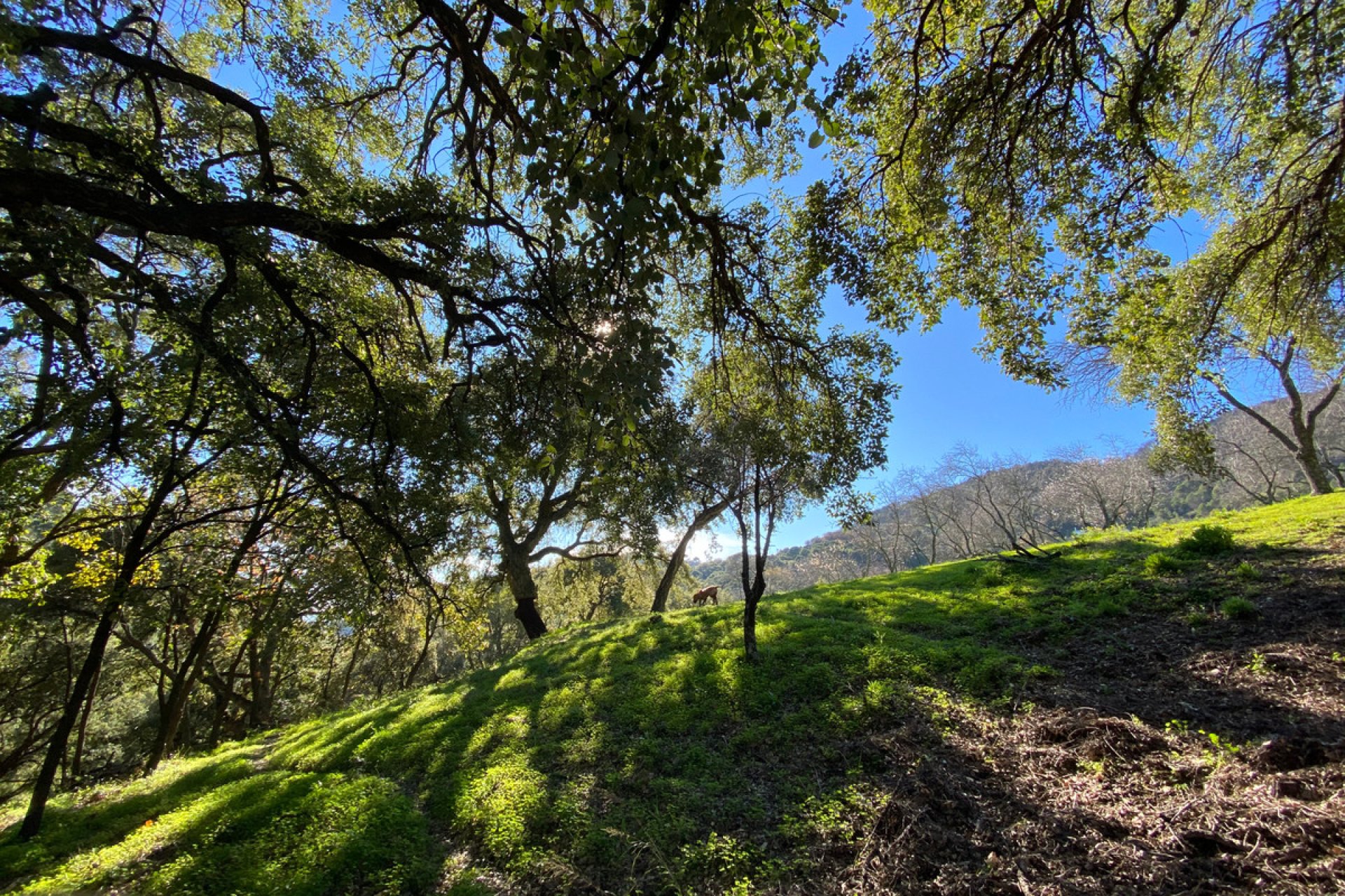 Resale - Plot - Land - Casares - Casares Centro