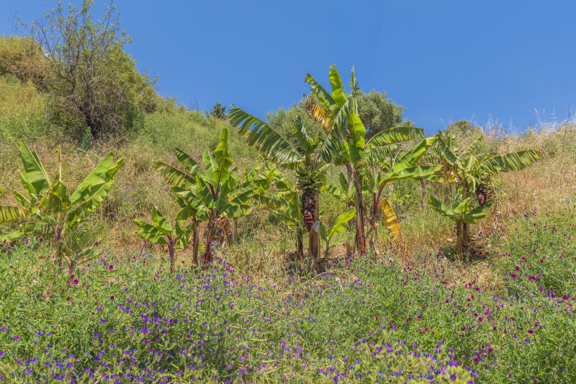 Resale - Plot - Land - Estepona - Estepona Centro