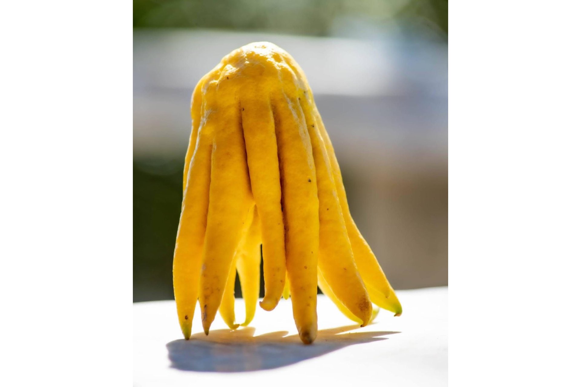 Resale - Plot - Land - Estepona - Estepona Centro