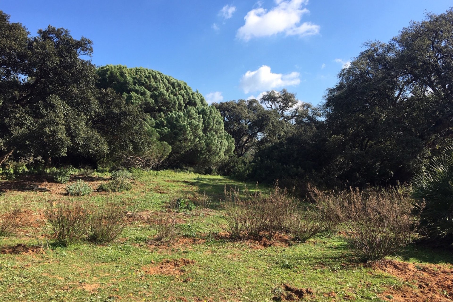 Resale - Plot - Land - Manilva - Manilva Centro