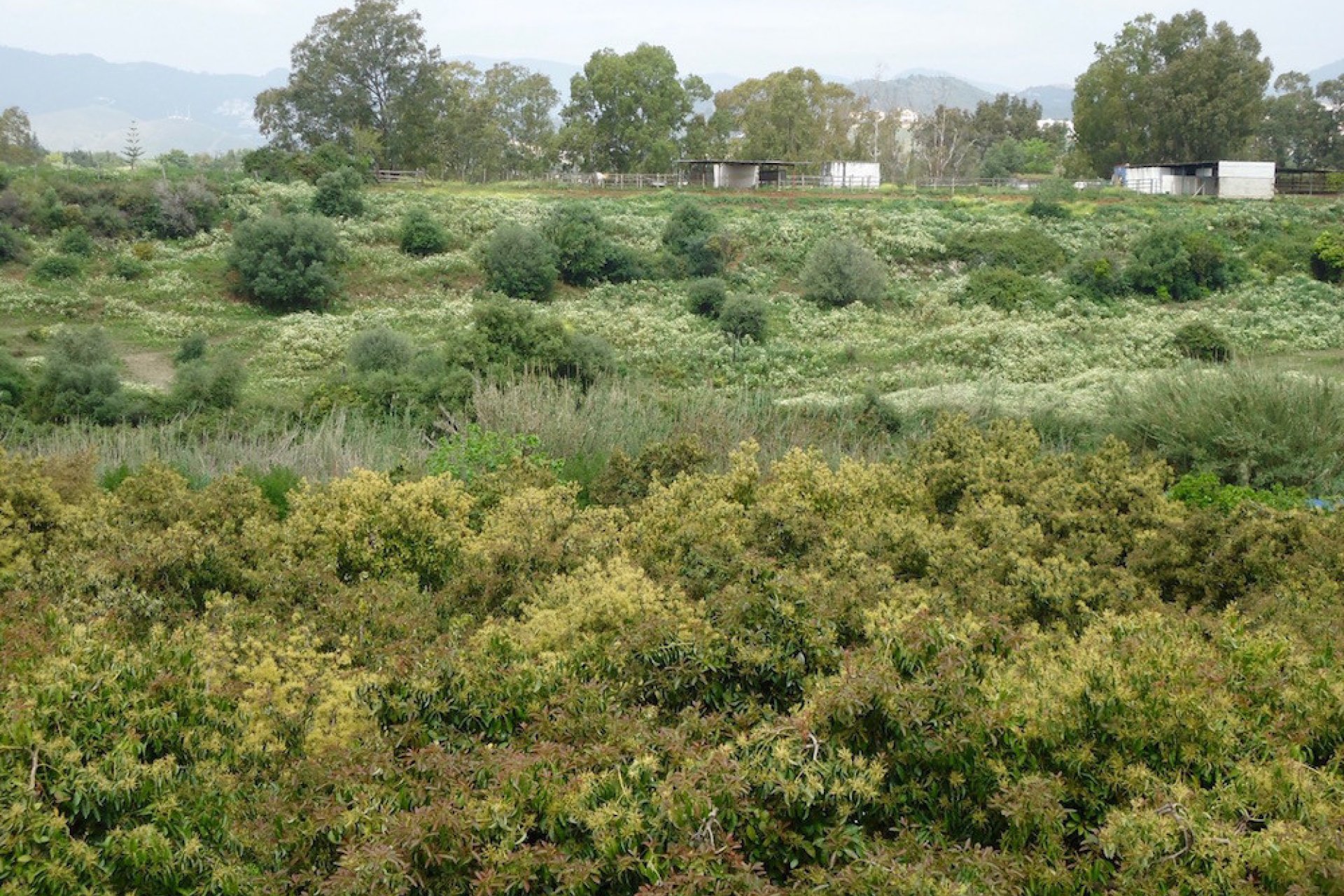 Resale - Plot - Land - Marbella - San Pedro De Alcantara