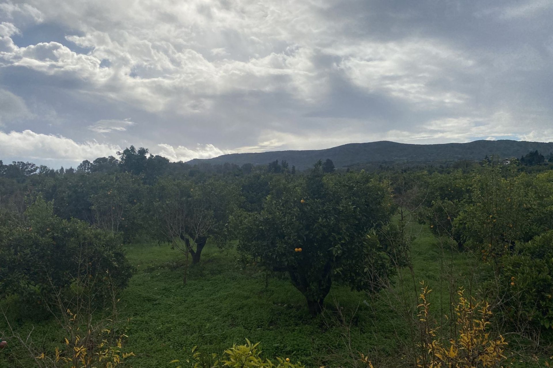 Resale - Plot - Land - Sotogrande