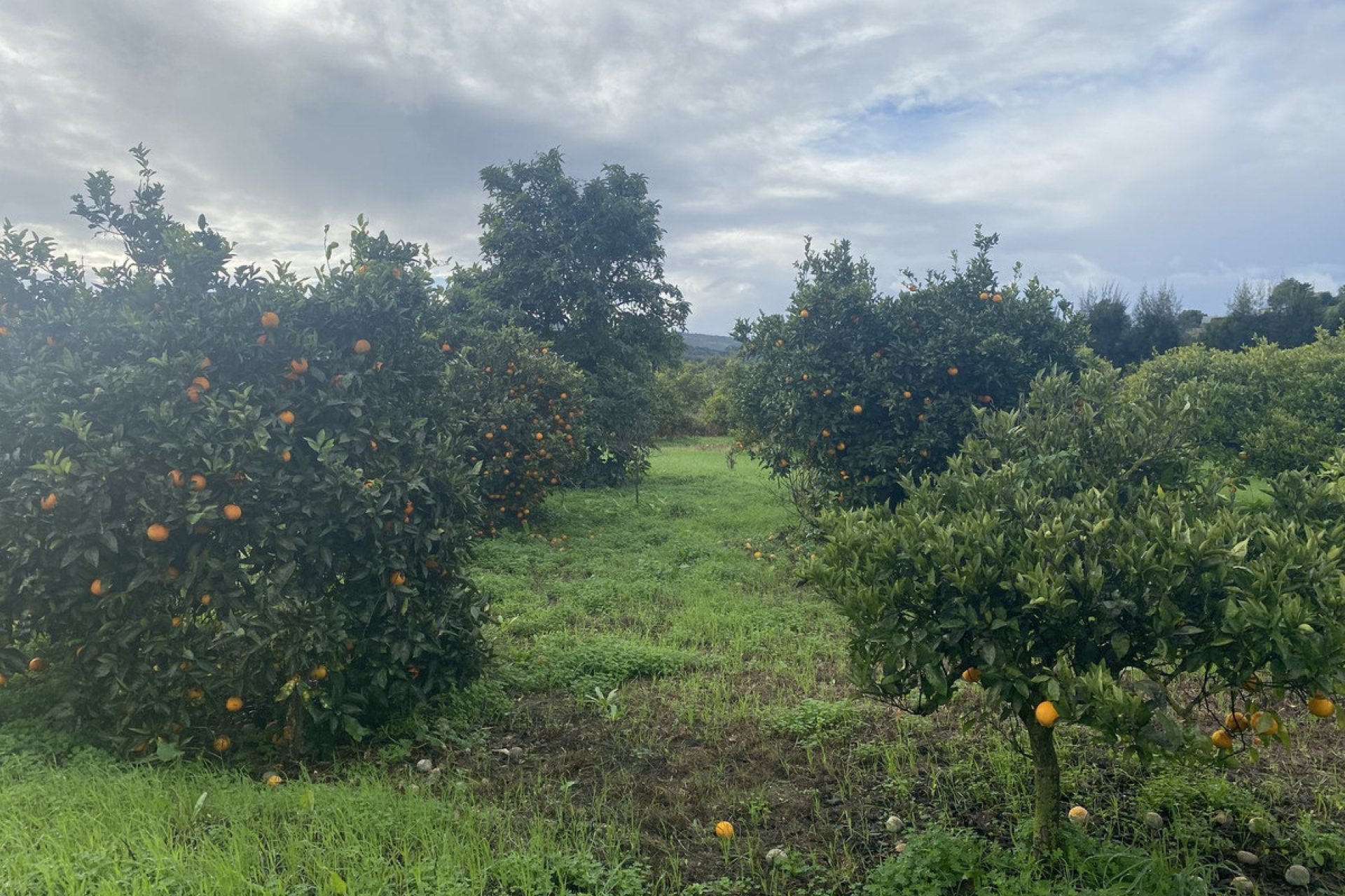 Resale - Plot - Land - Sotogrande