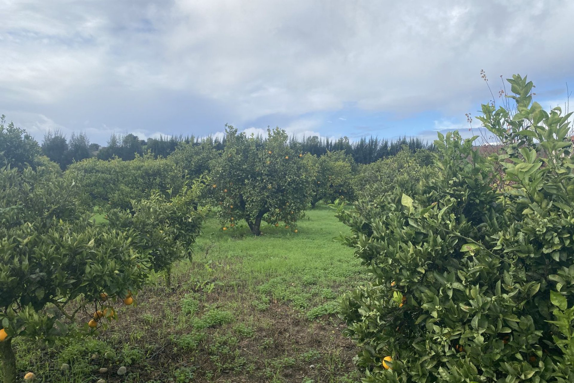 Resale - Plot - Land - Sotogrande