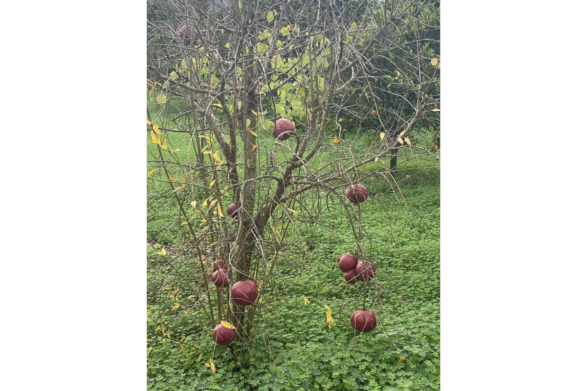 Resale - Plot - Land - Sotogrande