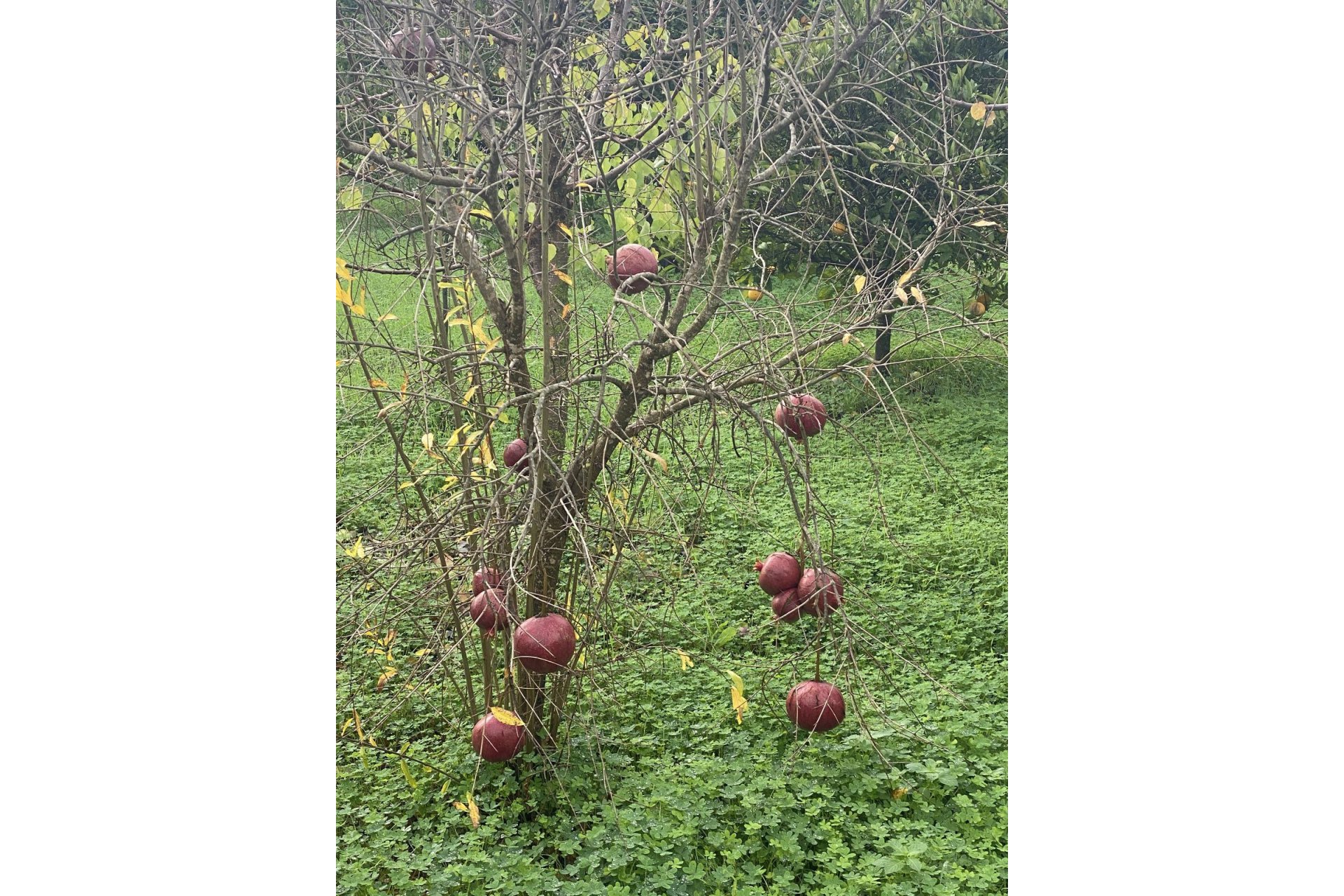 Resale - Plot - Land - Sotogrande