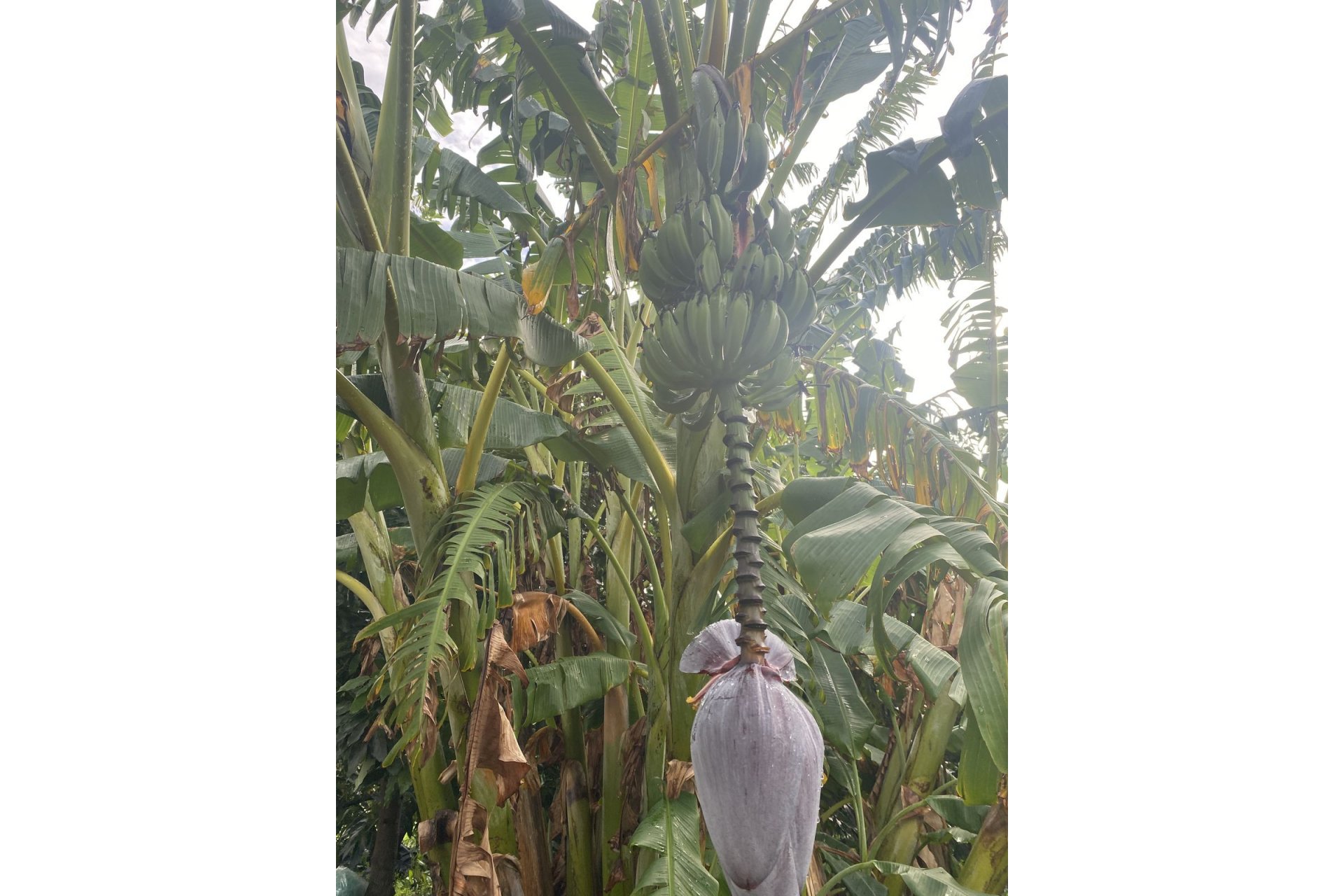 Resale - Plot - Land - Sotogrande