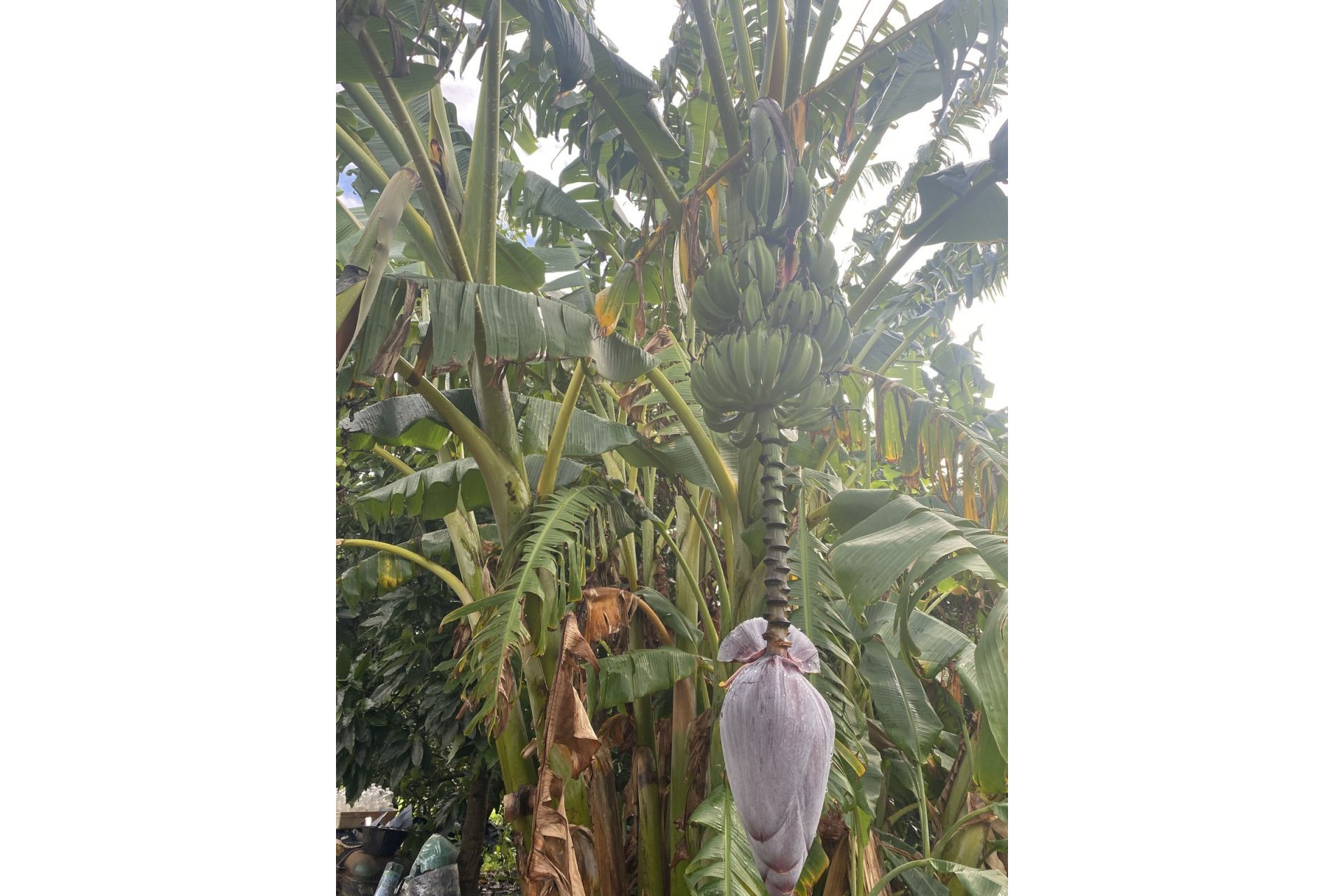 Resale - Plot - Land - Sotogrande