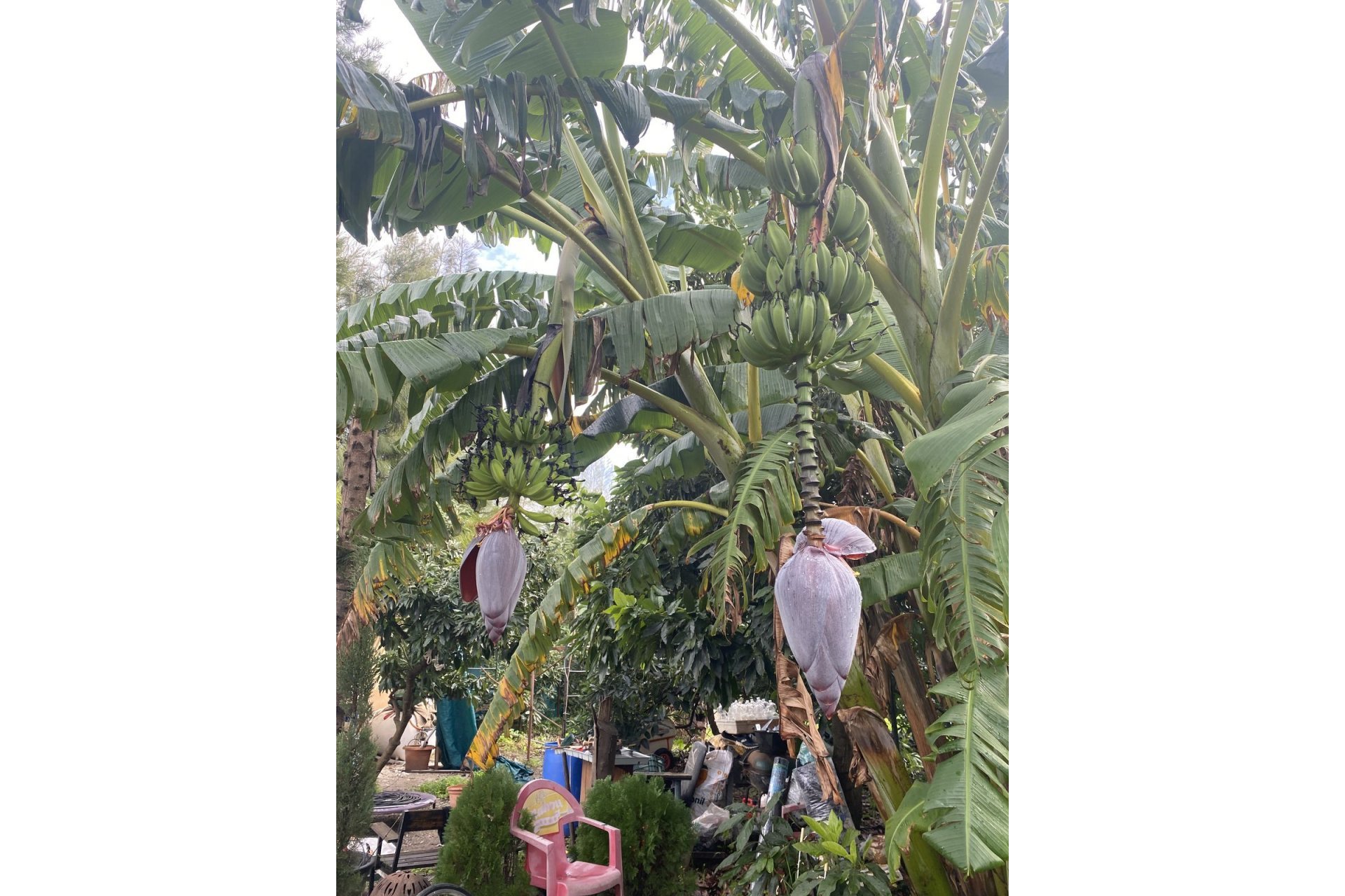 Resale - Plot - Land - Sotogrande