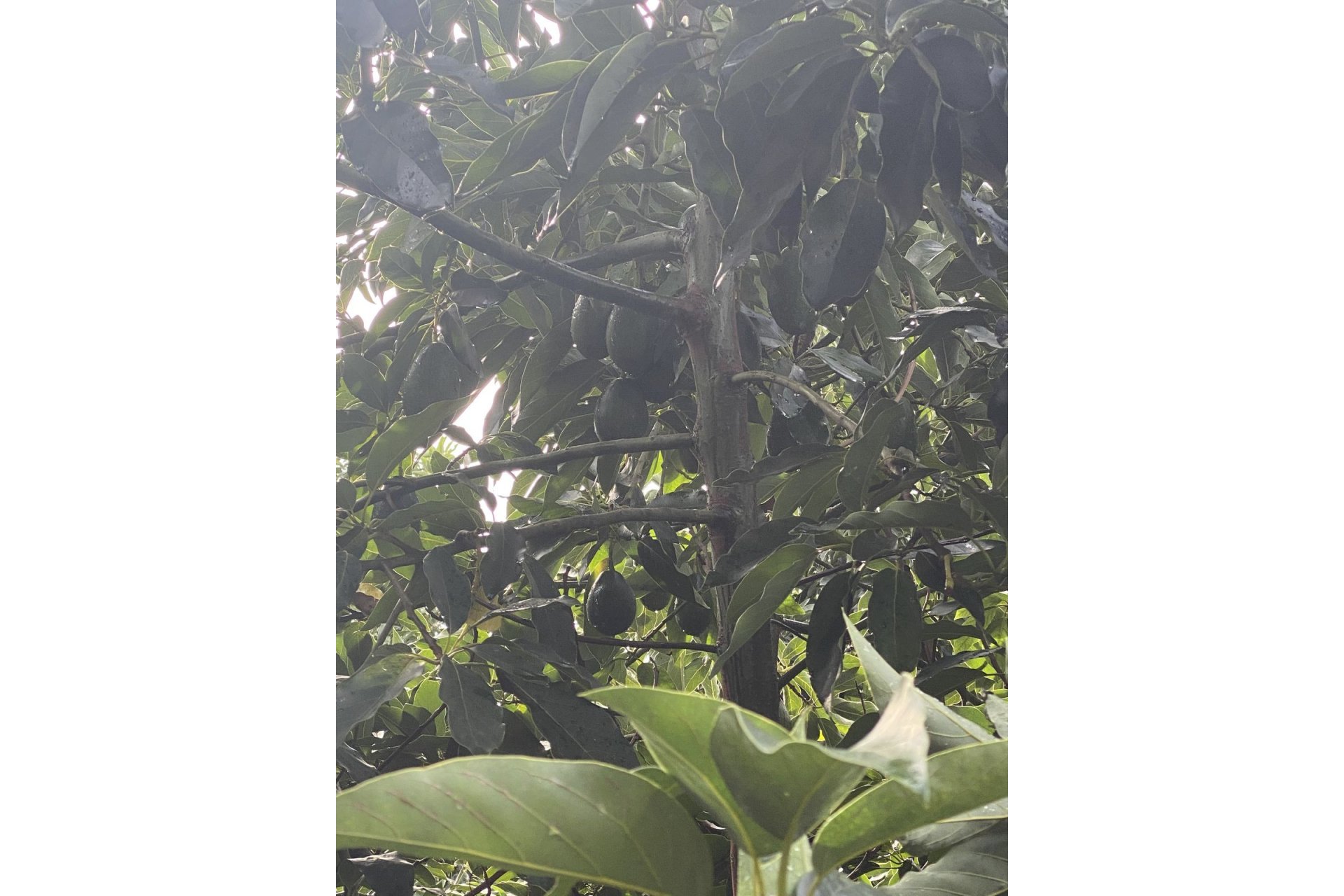 Resale - Plot - Land - Sotogrande