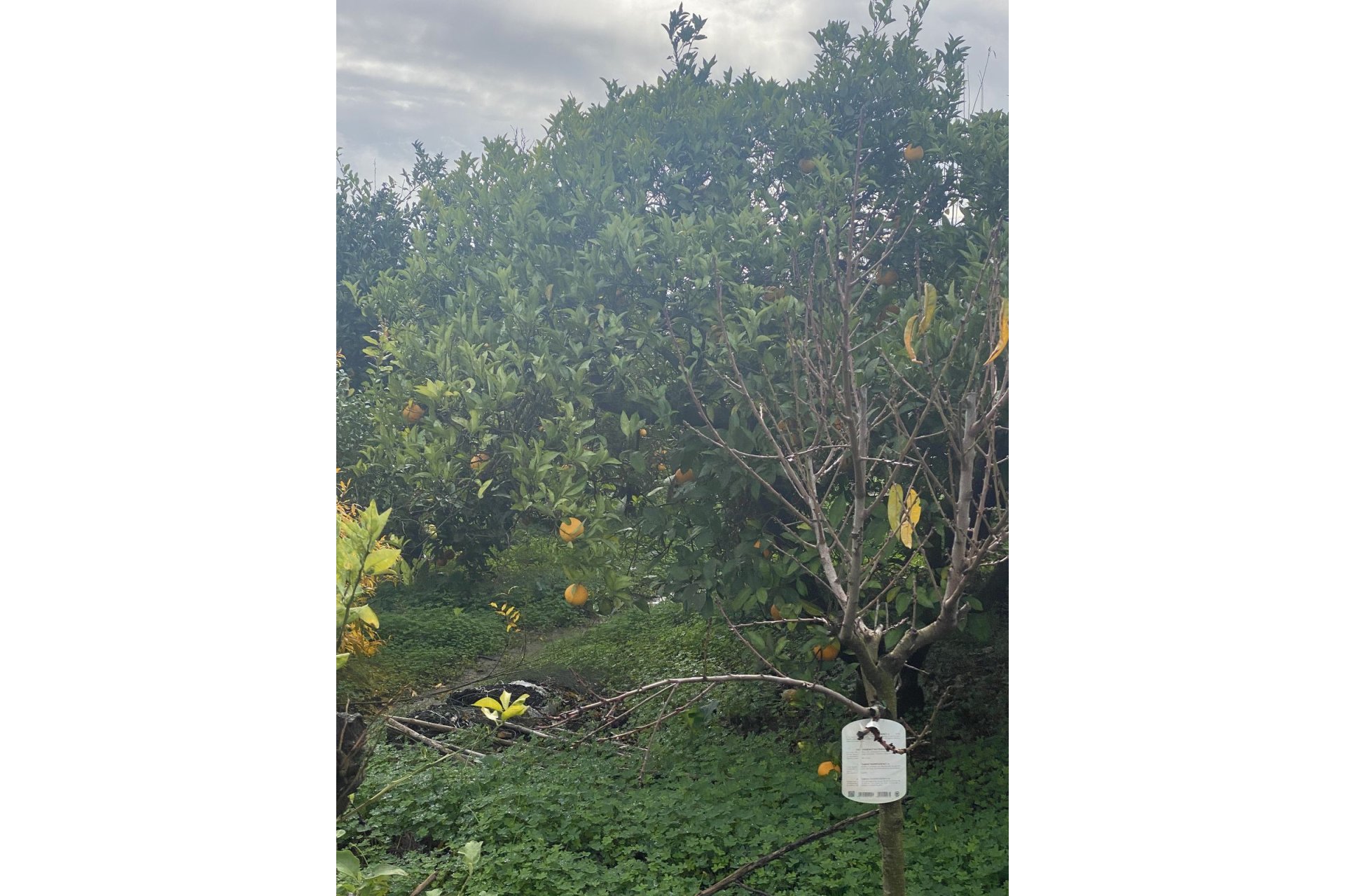 Resale - Plot - Land - Sotogrande