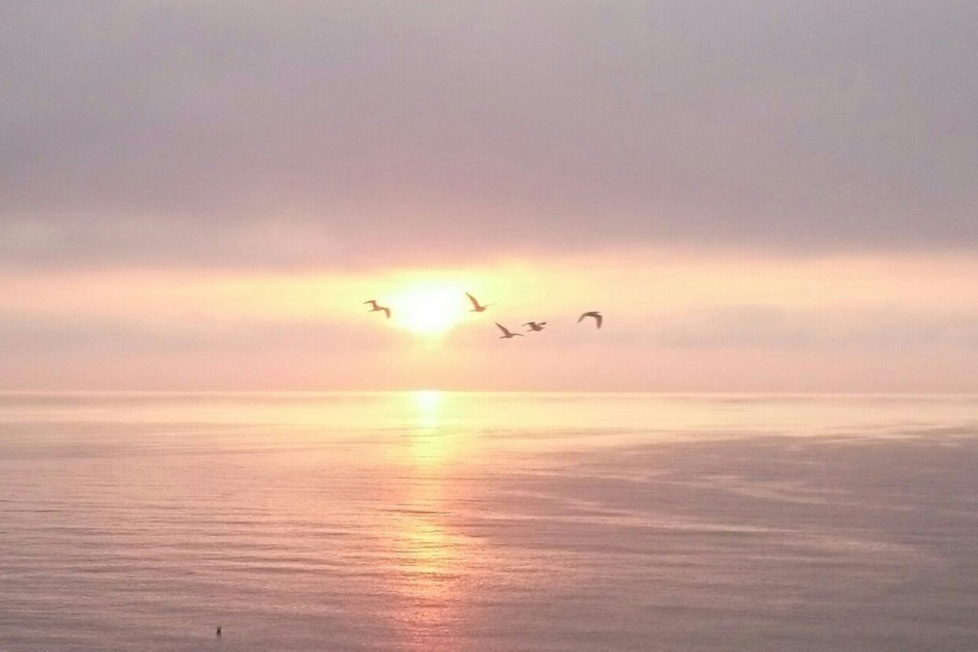 Reventa - Apartment - Penthouse - Fuengirola - Fuengirola Centro