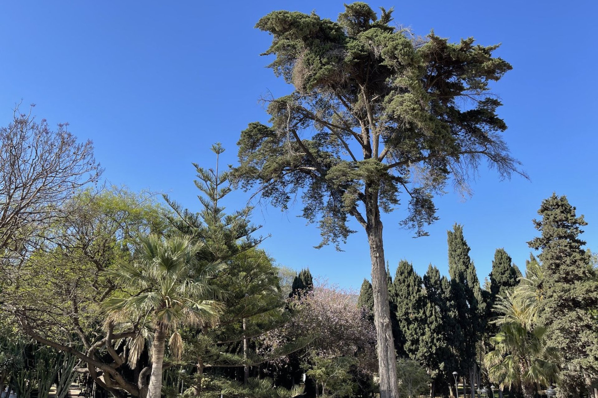 Reventa - Apartment - Penthouse - Marbella - Marbella Centro