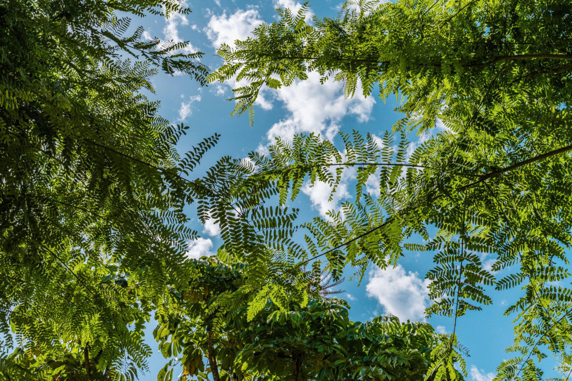 Reventa - Apartment - Penthouse - Marbella - The Golden Mile