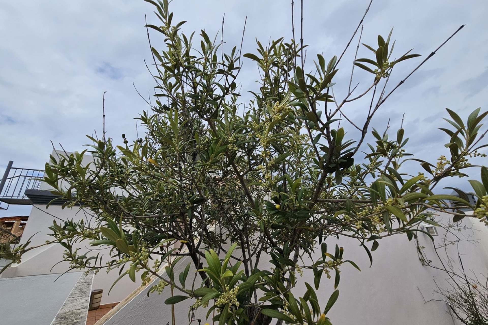 Reventa - Apartment - Top Floor Apartment - Estepona - Estepona Centro