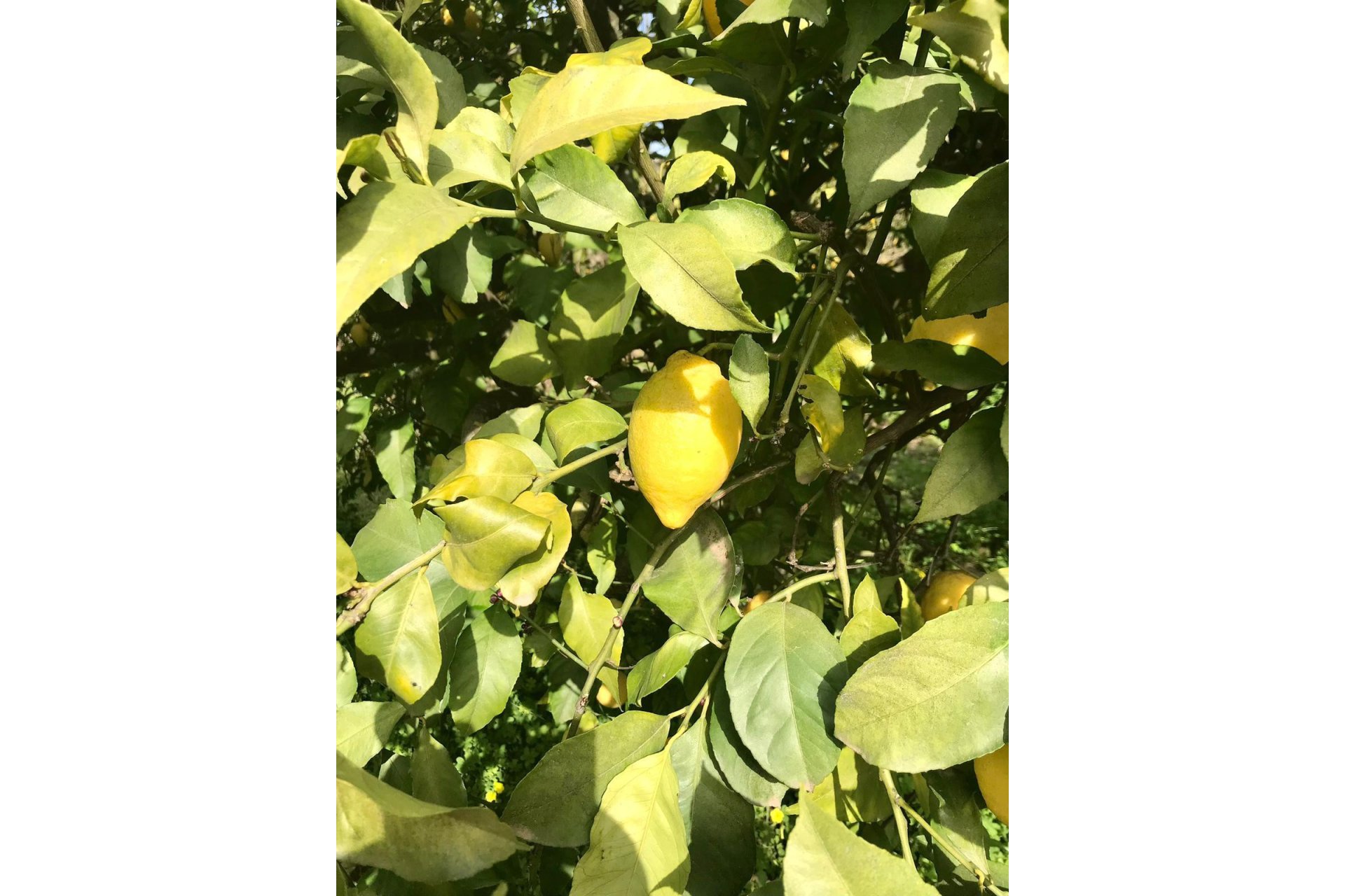 Reventa - Casa - Estepona