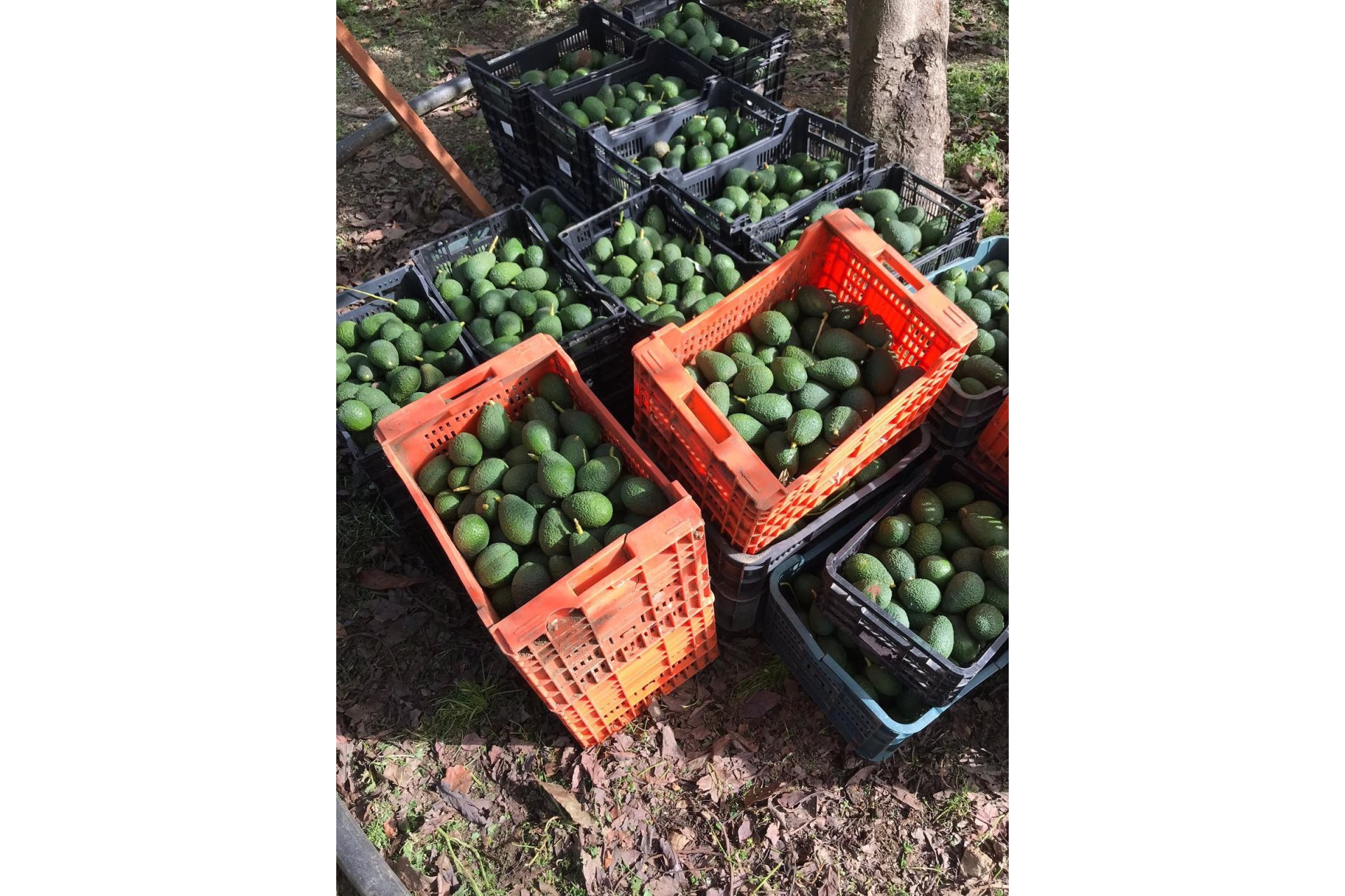 Reventa - Casa - Estepona