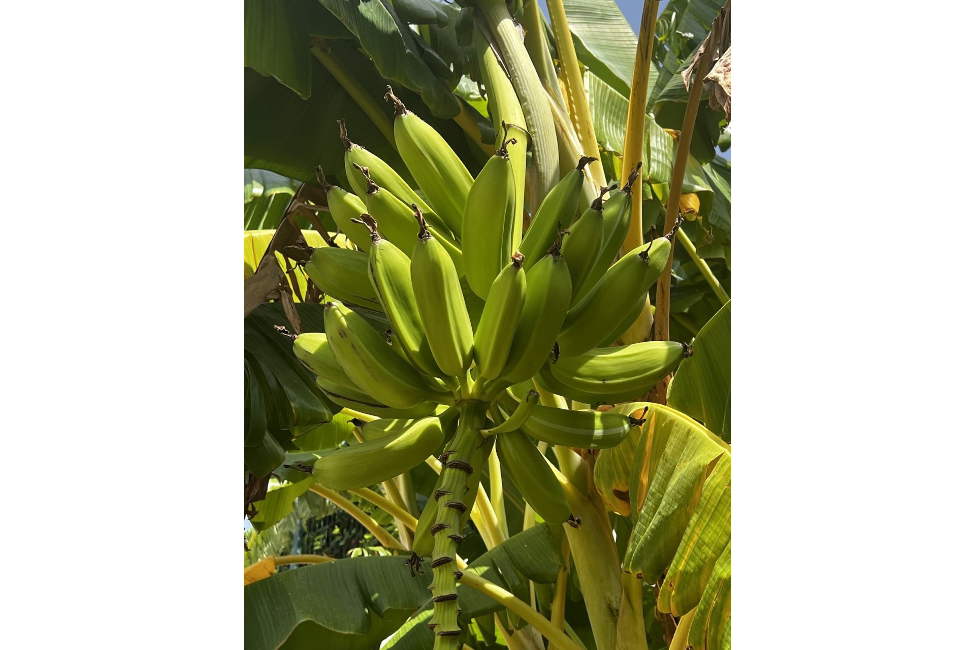 Reventa - House - Detached Villa - Estepona - Estepona Centro