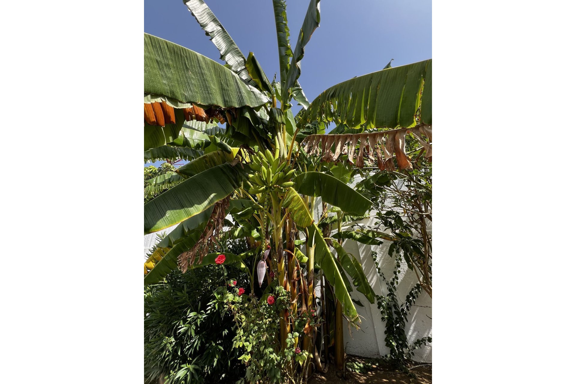 Reventa - House - Detached Villa - Estepona - Estepona Centro