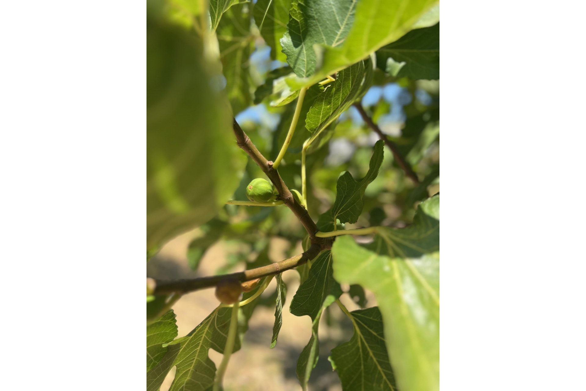 Reventa - House - Detached Villa - Estepona - Estepona Centro