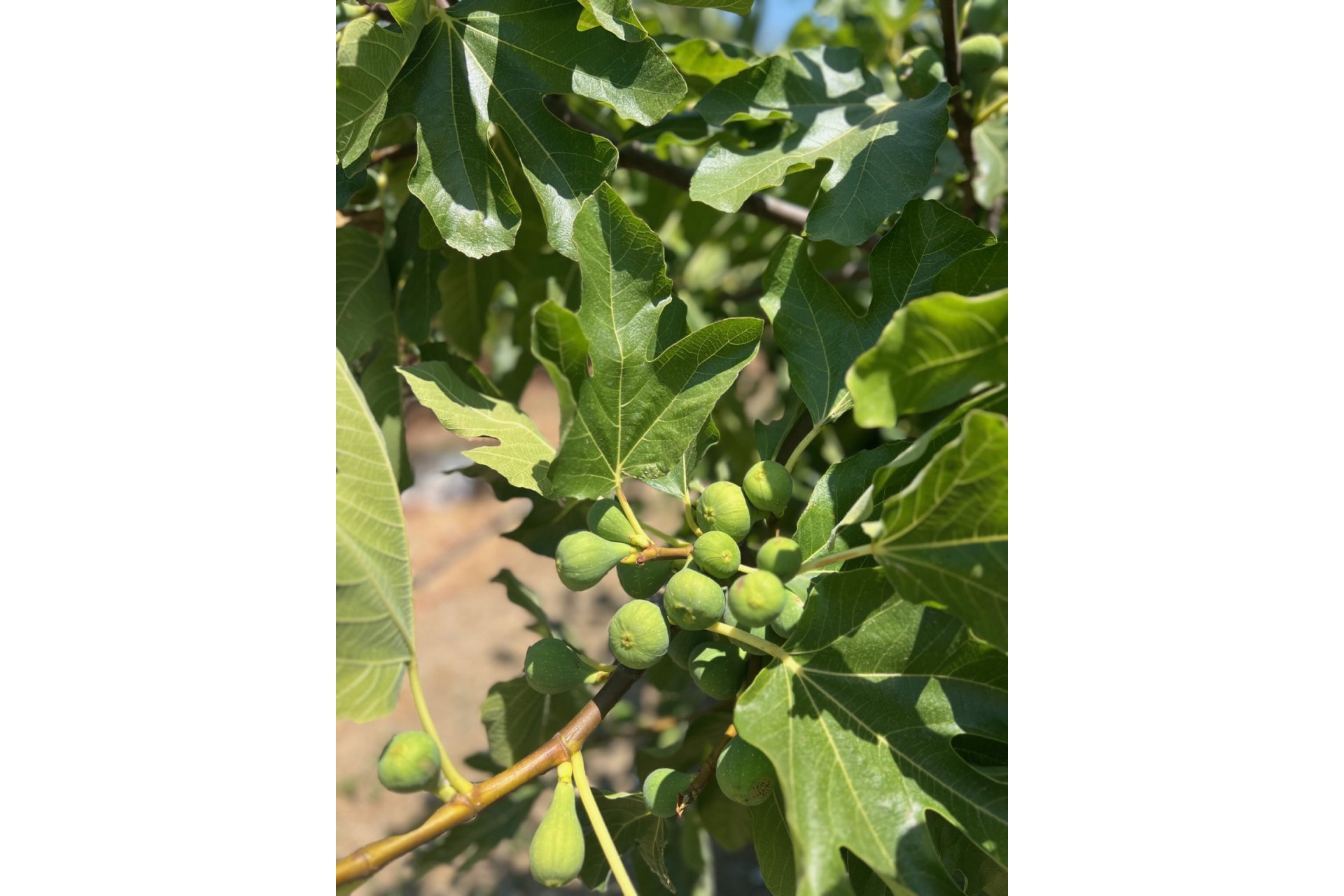 Reventa - House - Detached Villa - Estepona - Estepona Centro