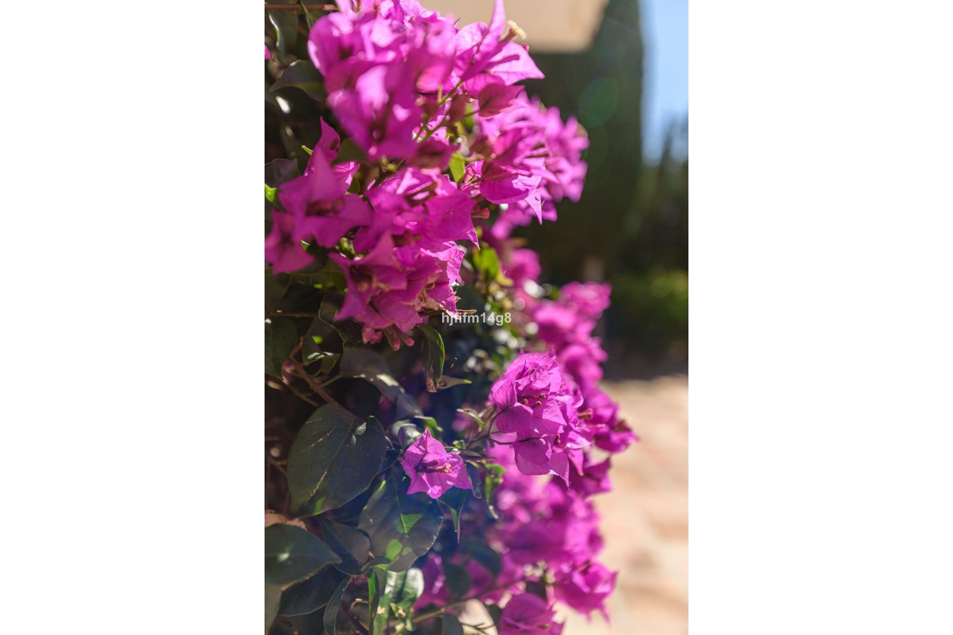 Reventa - House - Detached Villa - Marbella - Nueva Andalucia