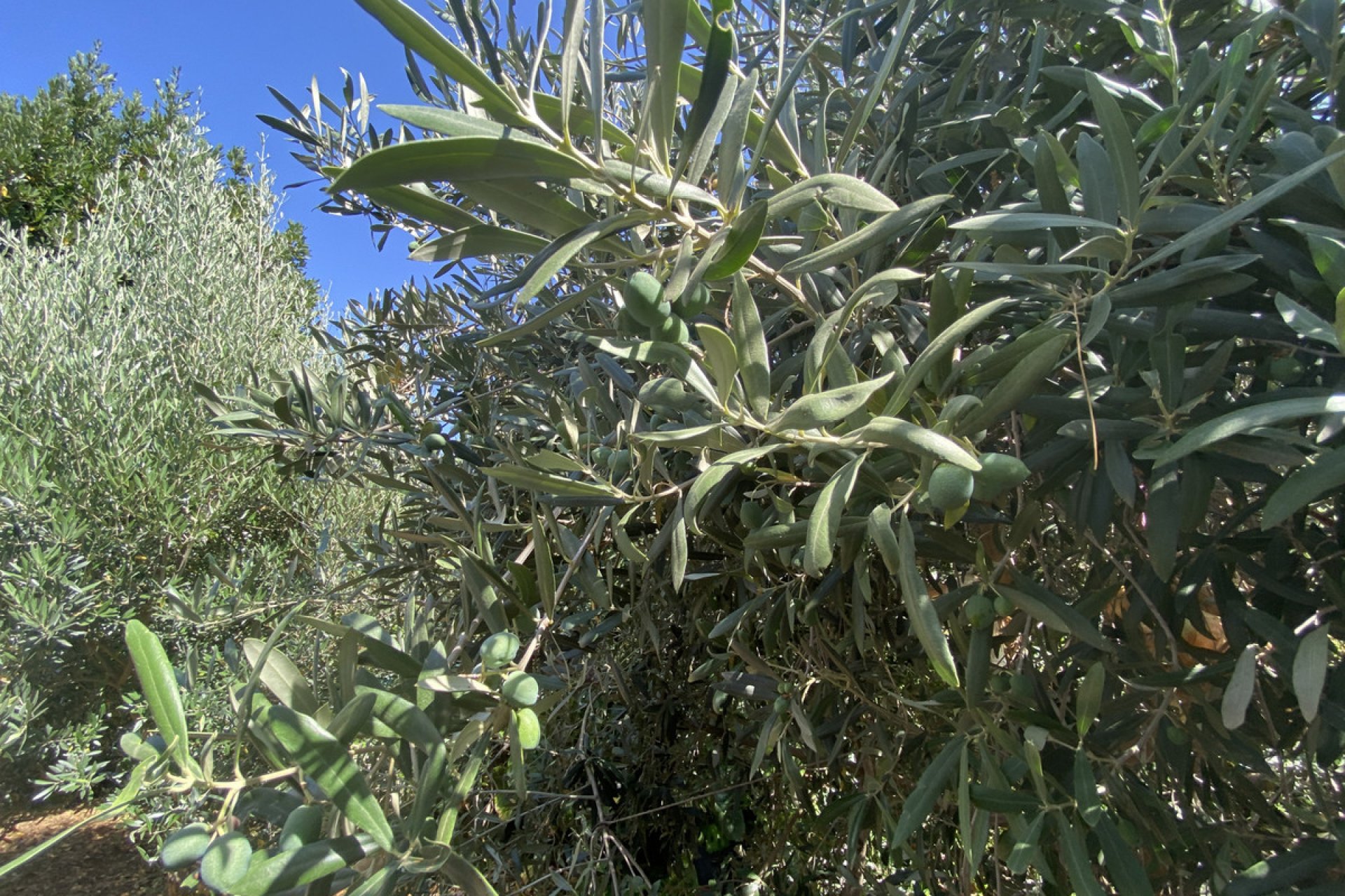 Reventa - House - Finca - Cortijo - Estepona - Estepona Centro