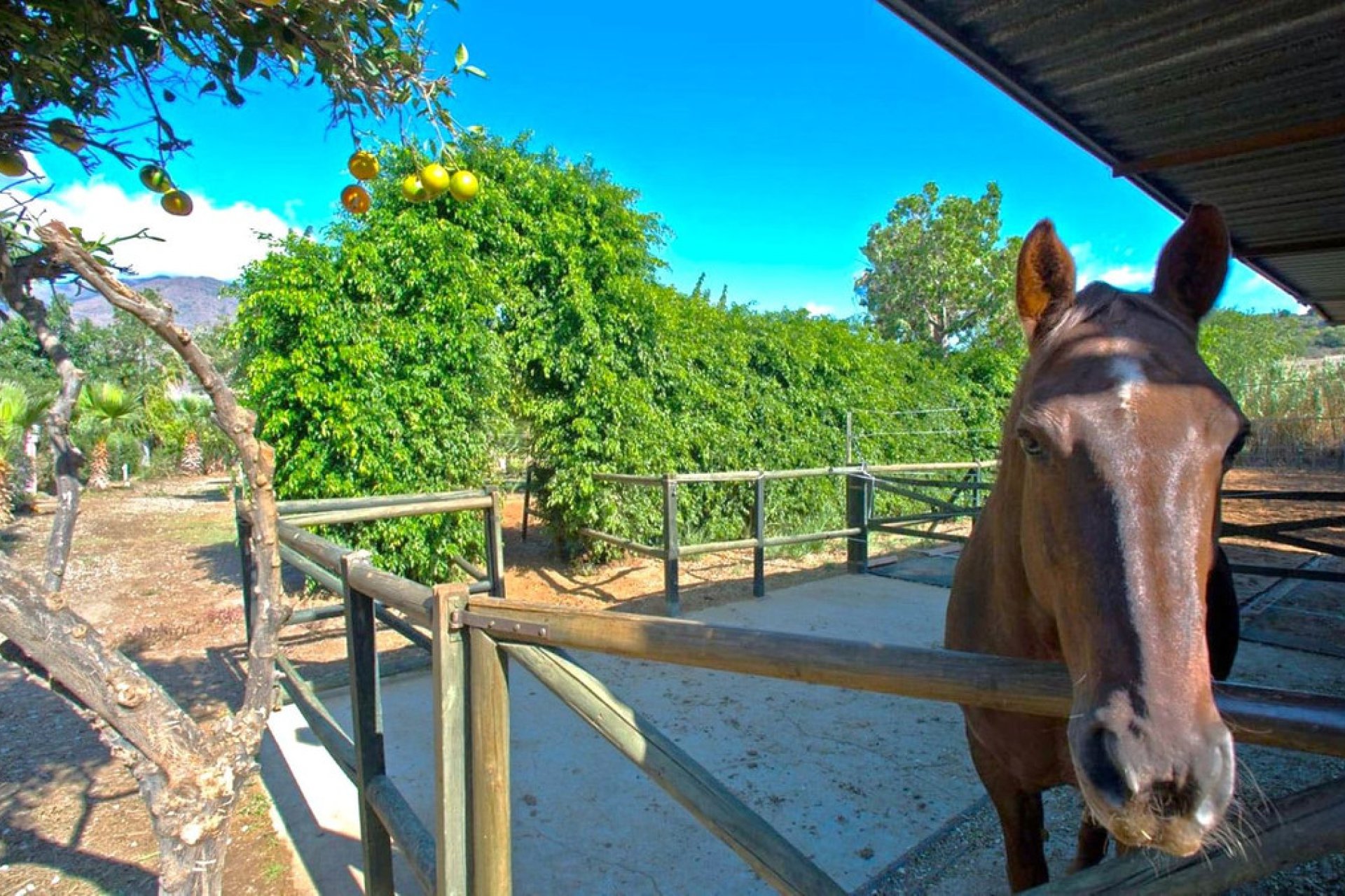 Reventa - House - Finca - Cortijo - Estepona - Estepona Centro