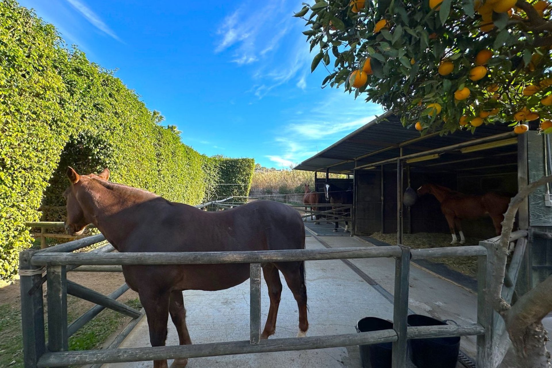 Reventa - House - Finca - Cortijo - Estepona - Estepona Centro