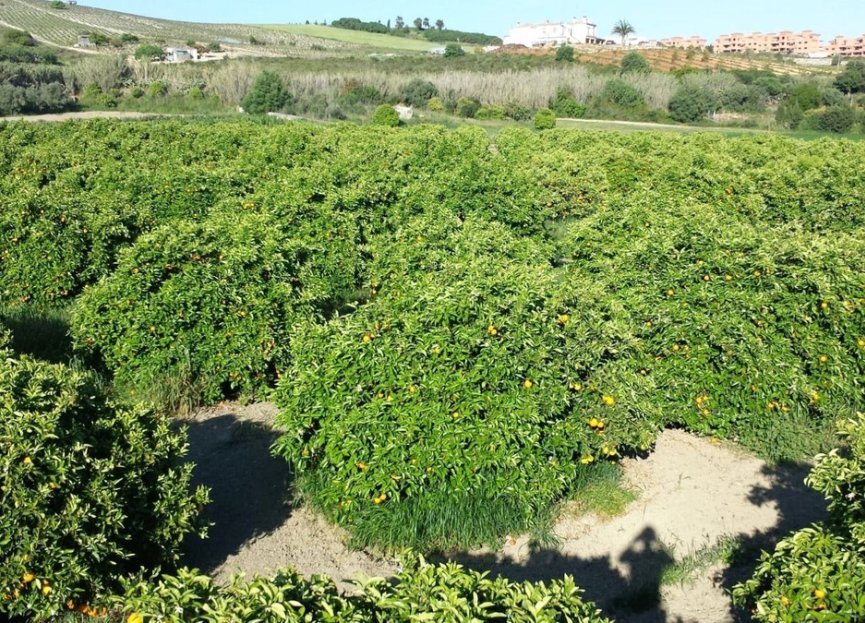 Reventa - House - Finca - Cortijo - Manilva - San Luis de Sabinillas