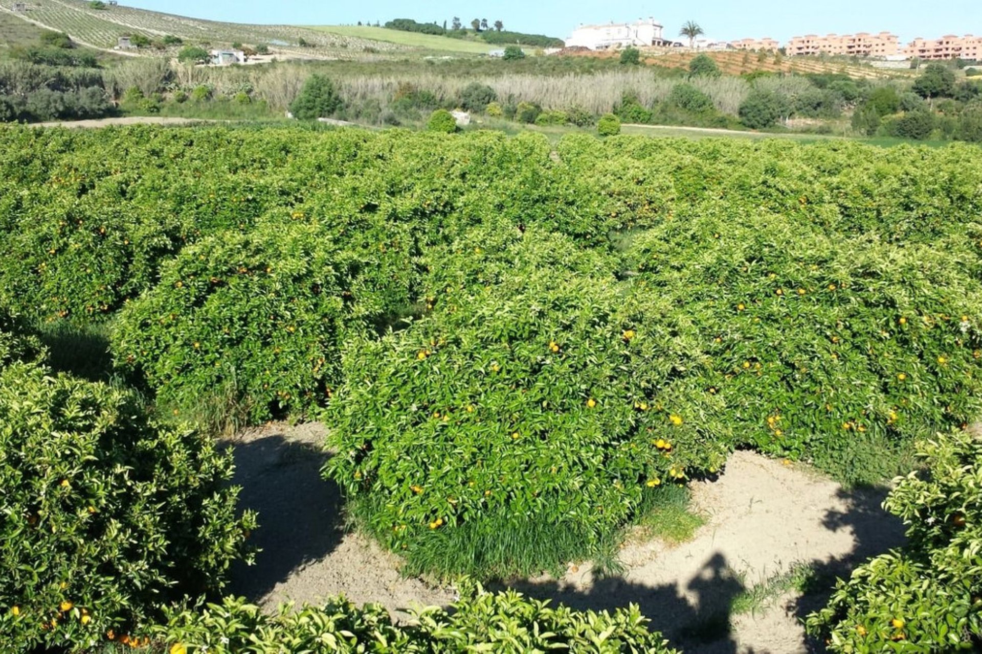 Reventa - House - Finca - Cortijo - Manilva - San Luis de Sabinillas