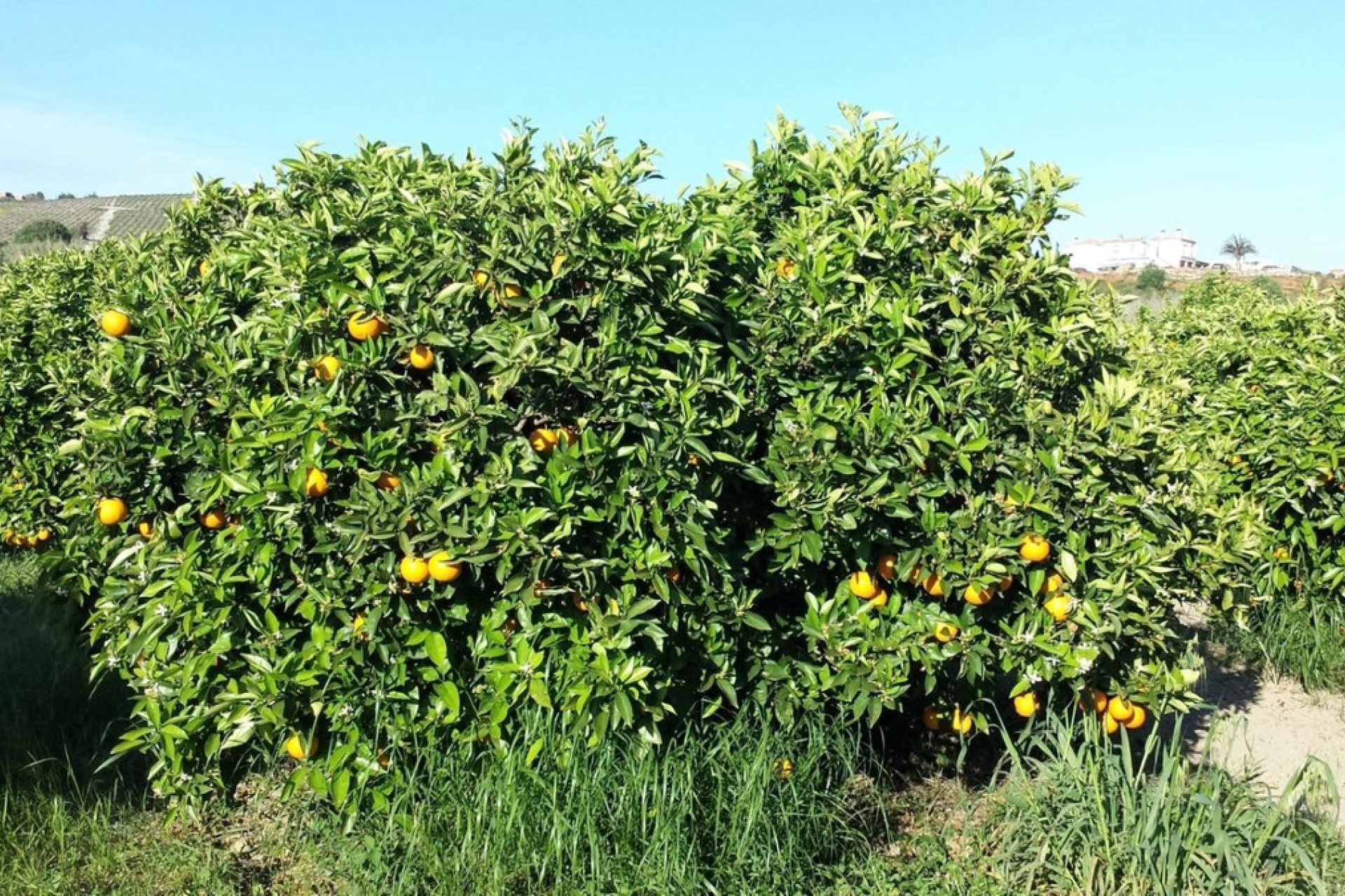 Reventa - House - Finca - Cortijo - Manilva - San Luis de Sabinillas