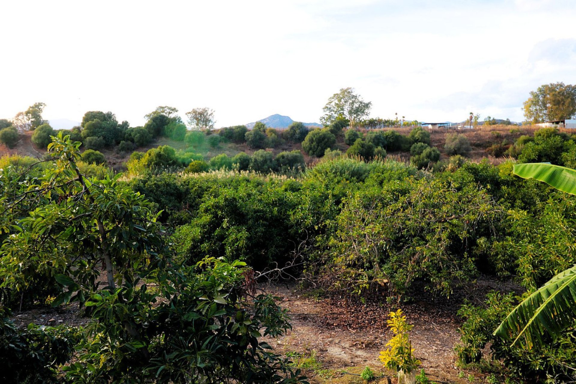 Reventa - Plot - Commercial Plot - Marbella - San Pedro De Alcantara