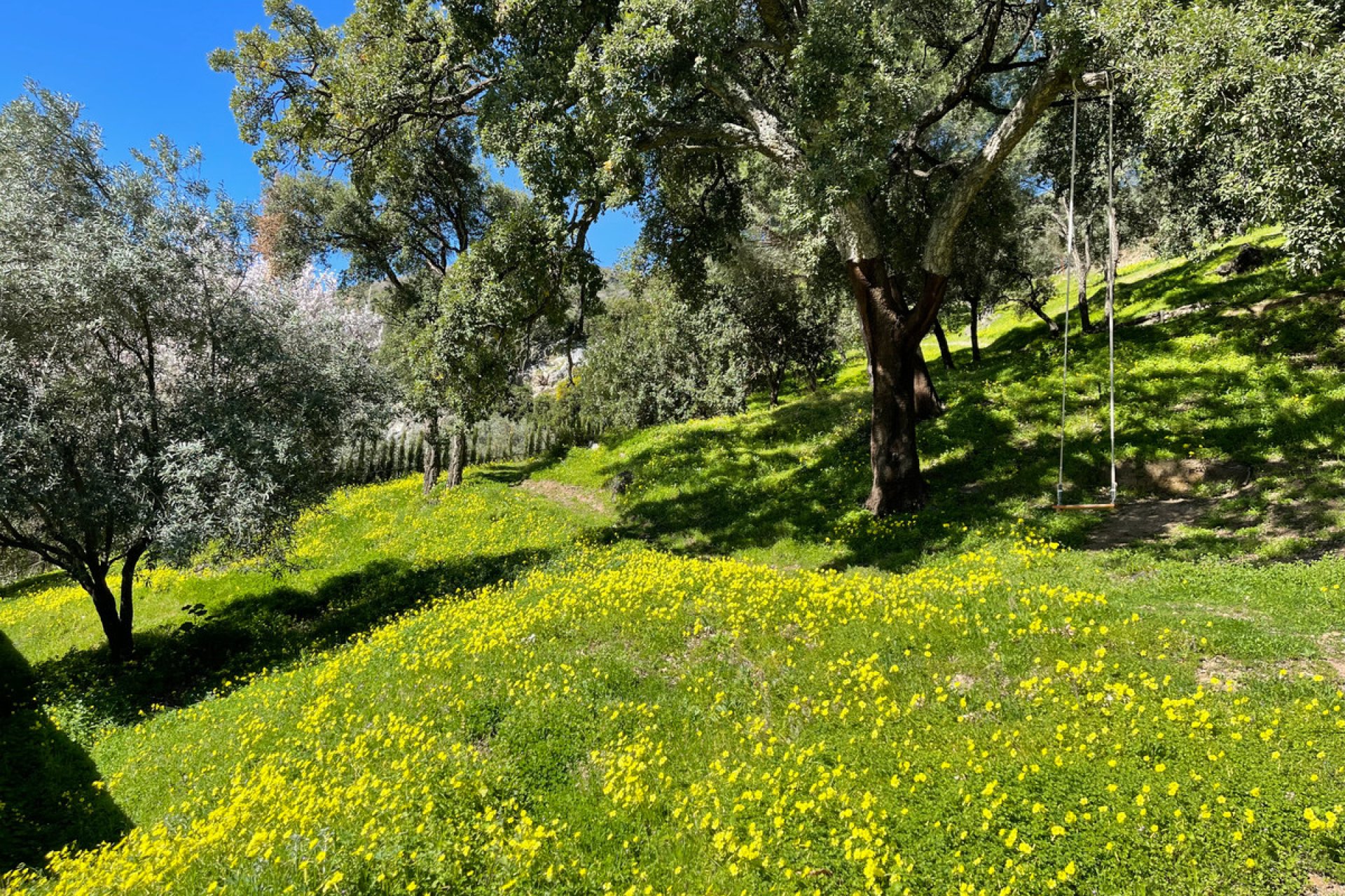 Reventa - Plot - Land - Casares - Casares Centro