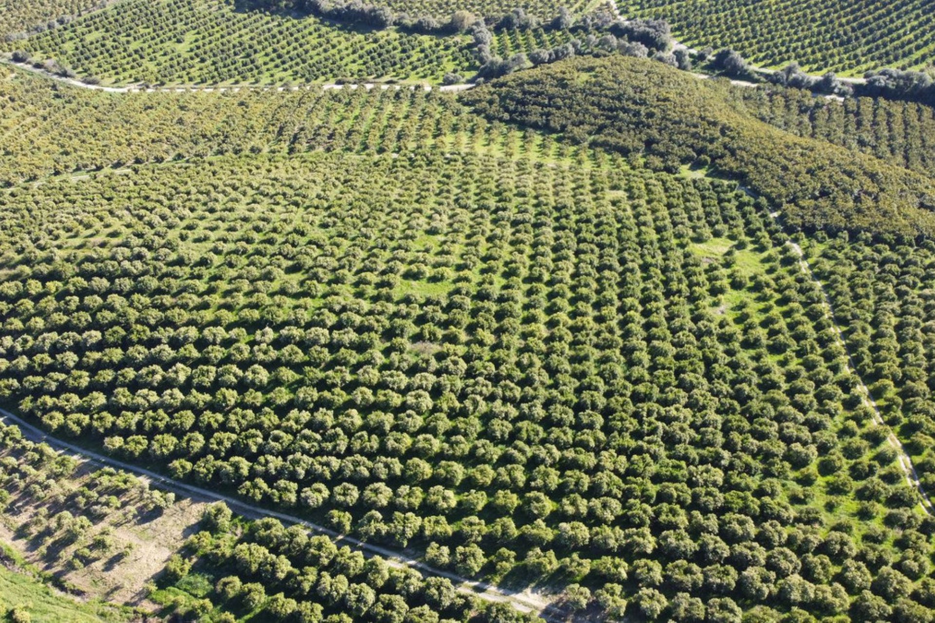 Reventa - Plot - Land - Casares - Casares Centro